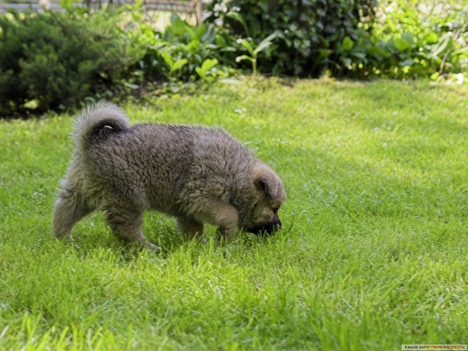 животные, собаки