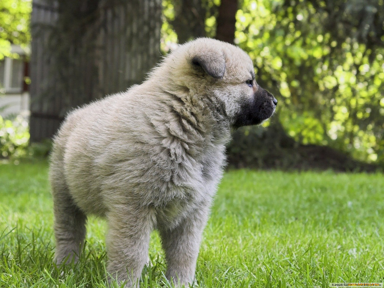 животные, собаки