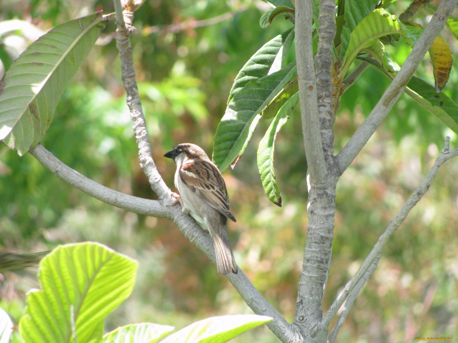животные, воробьи