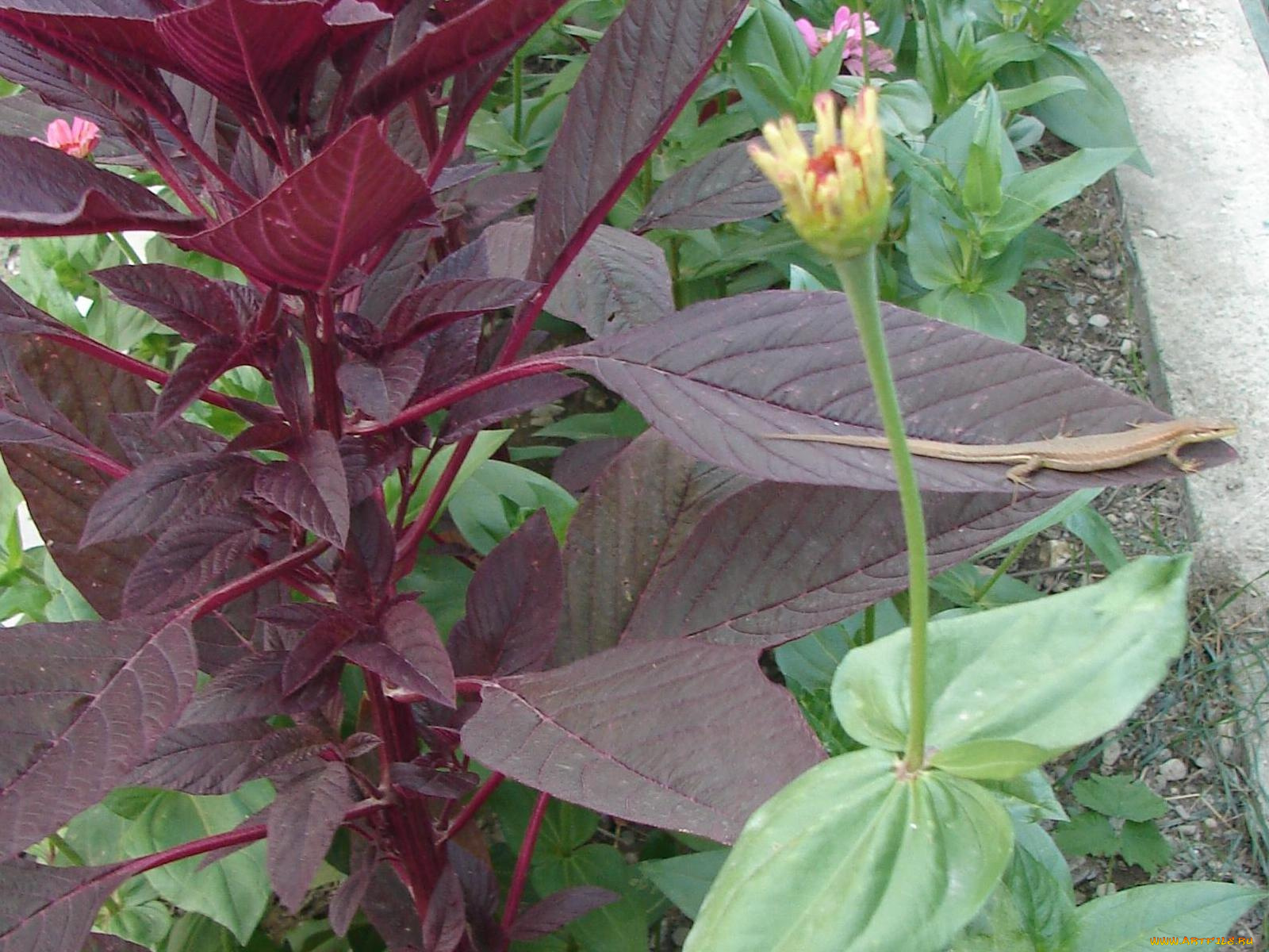 животные, Ящерицы, игуаны, вараны