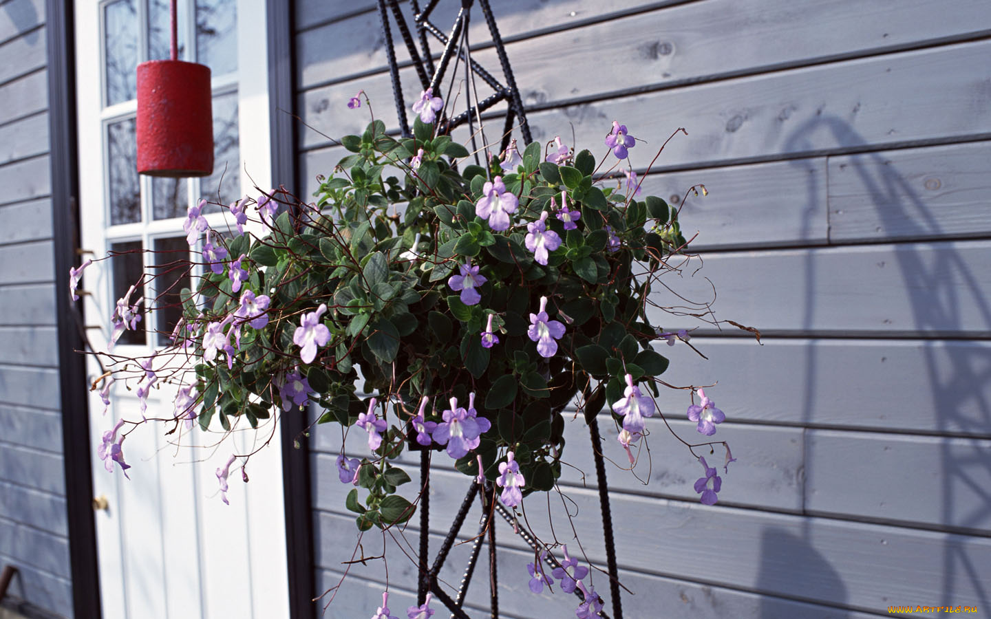 цветы, лобелии