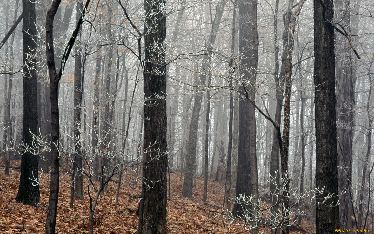 природа, лес