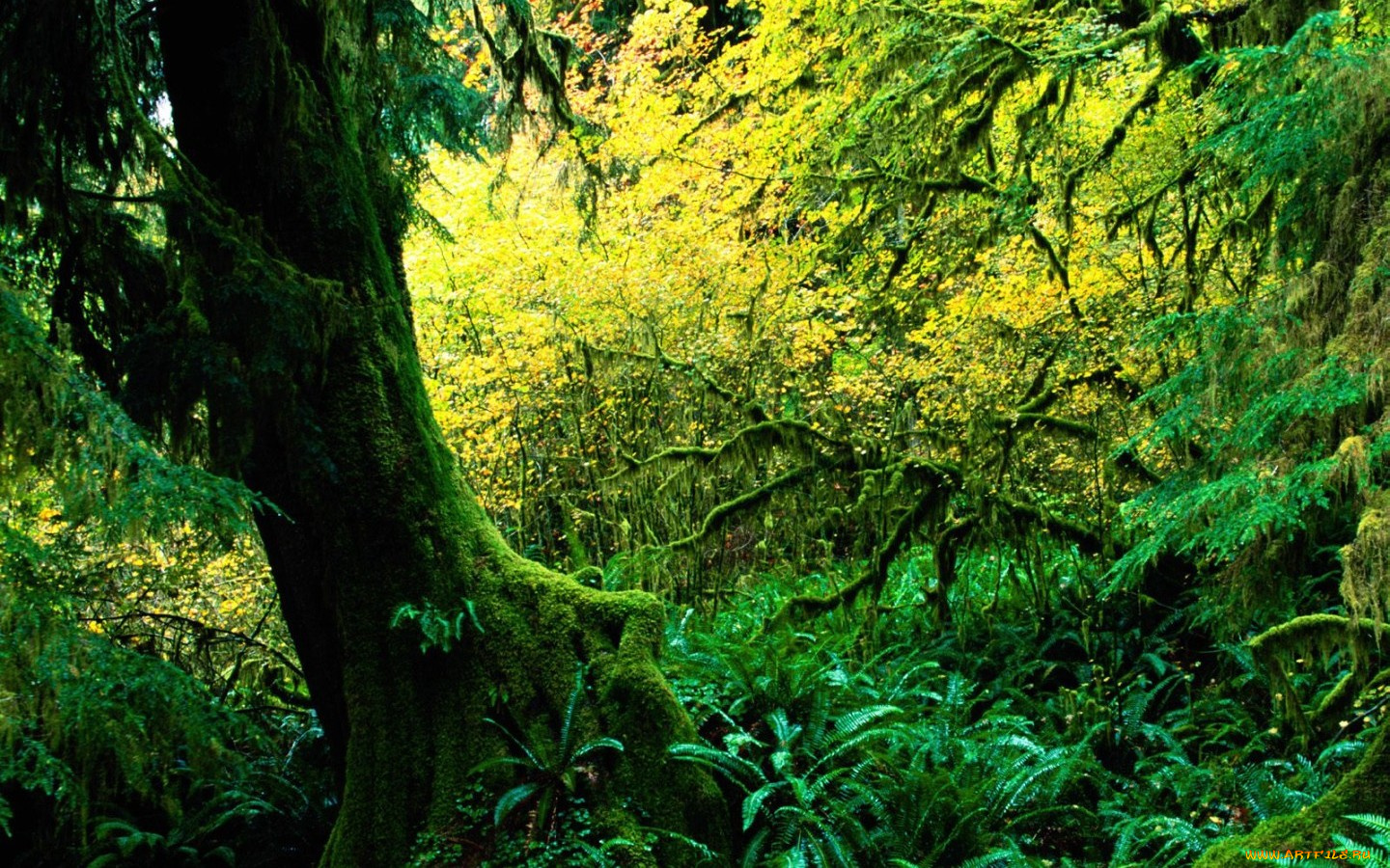 природа, лес