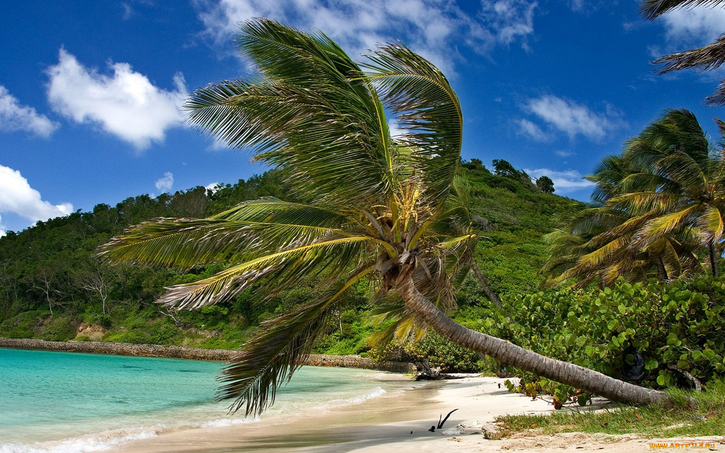 природа, тропики