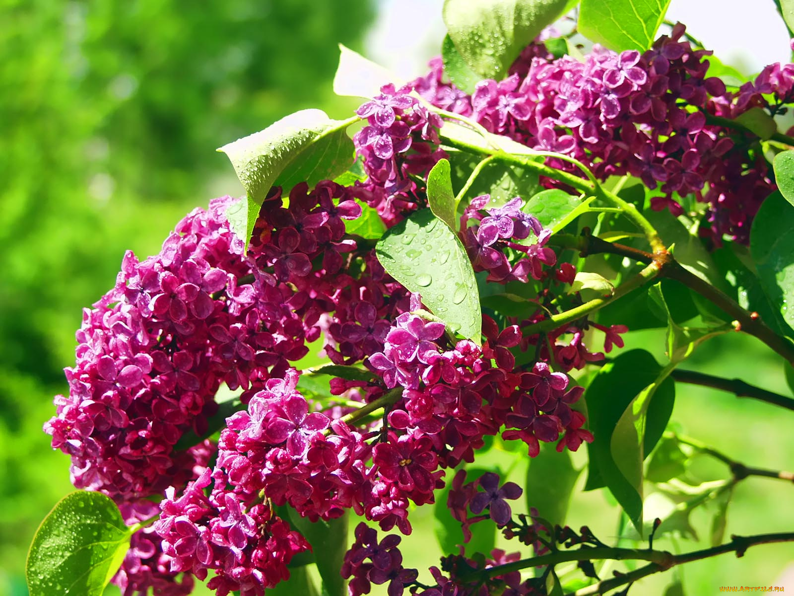 цветы, сирень