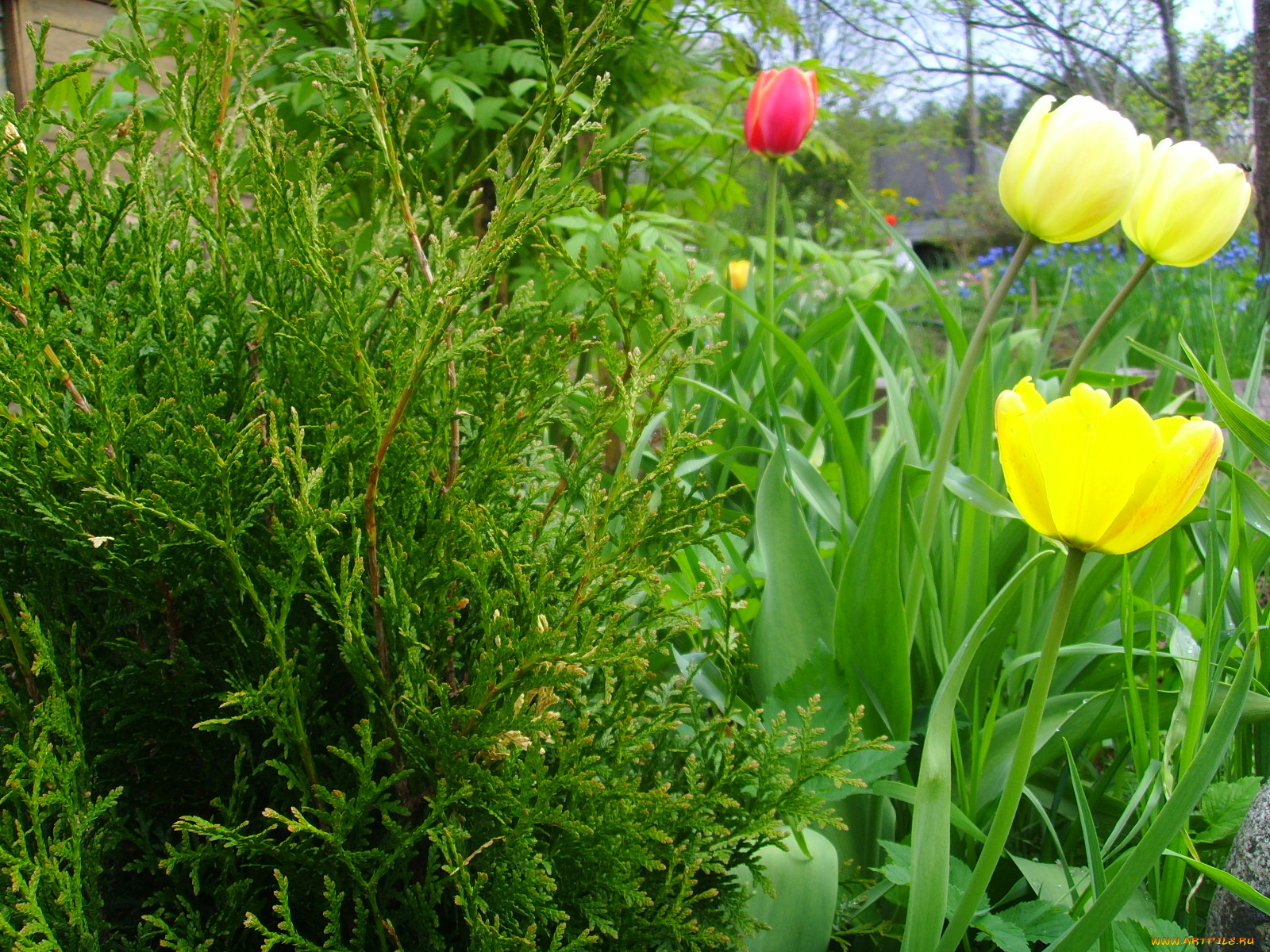 цветы, тюльпаны