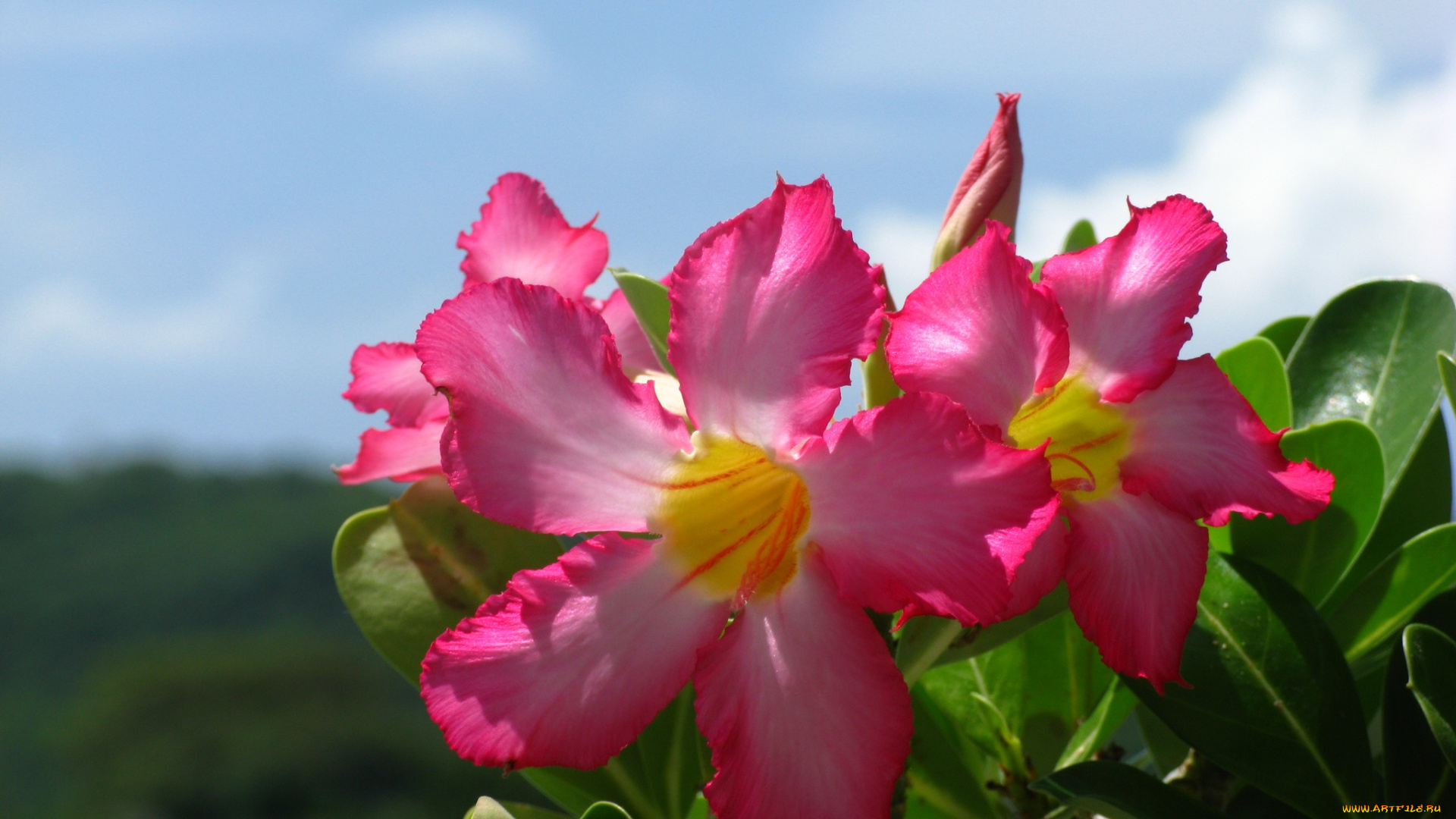 цветы, адениум, пустынная, роза