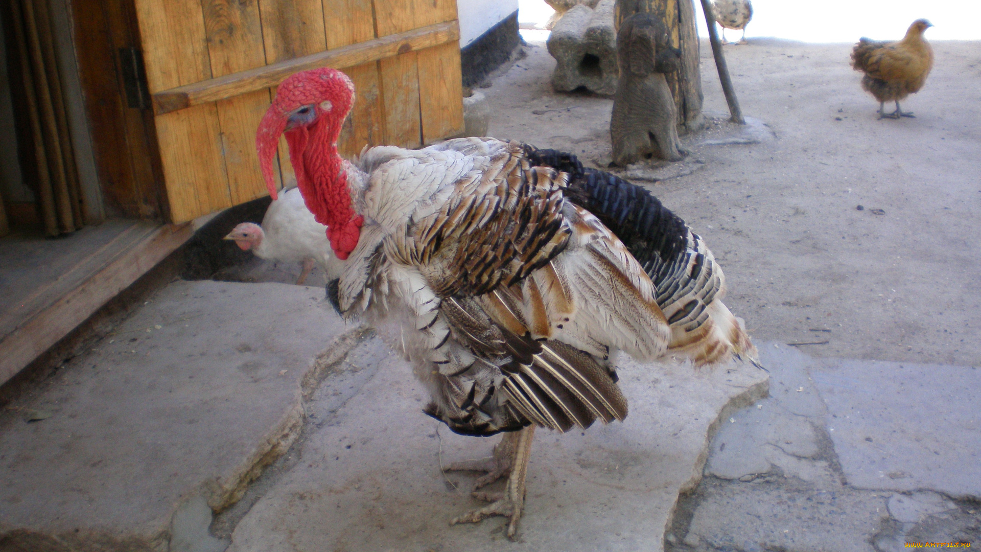 индюк, животные, индюки