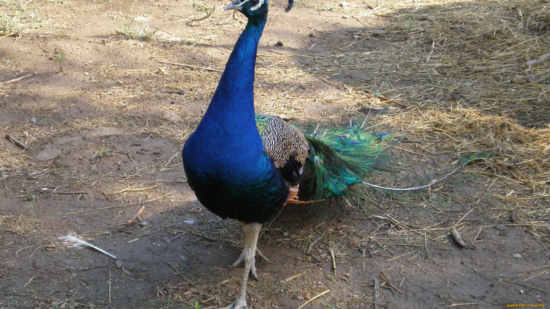 павлин, животные, павлины