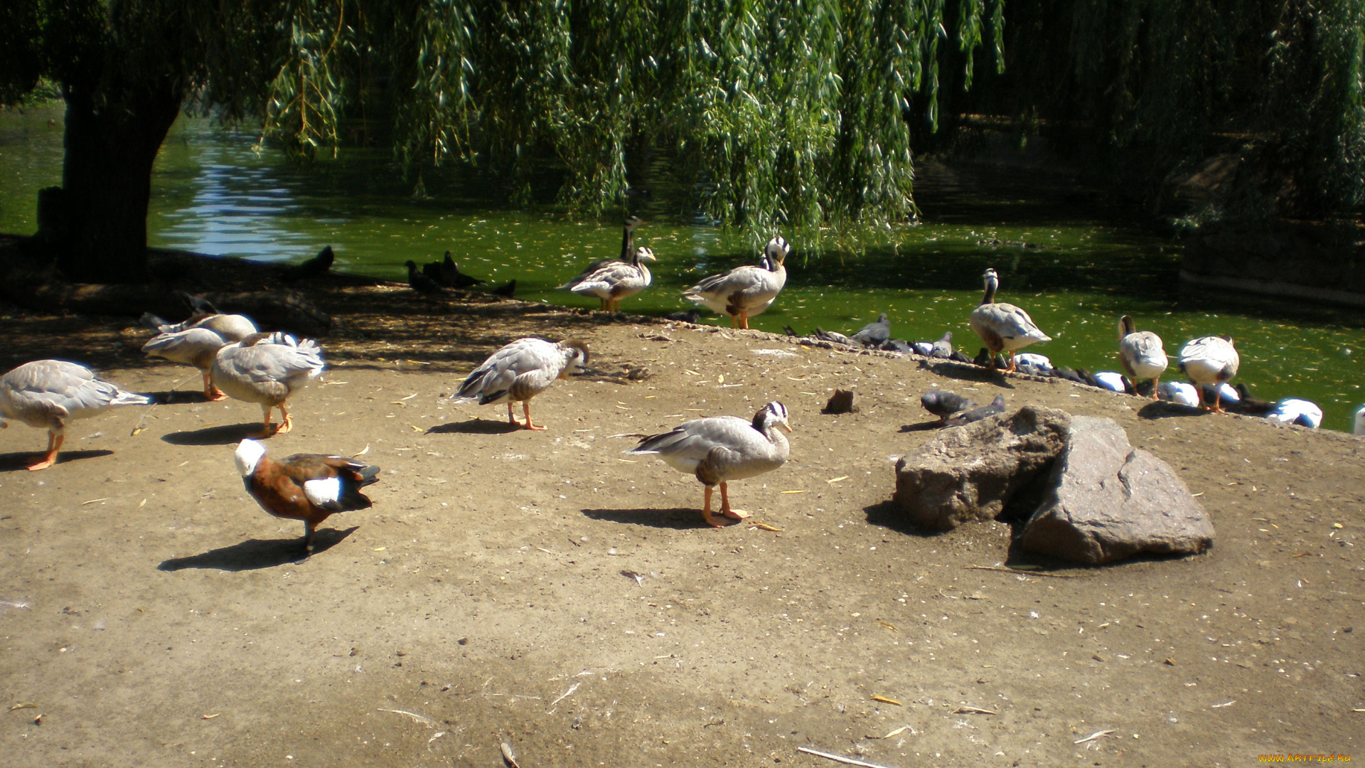 птичий, остров, животные, птицы