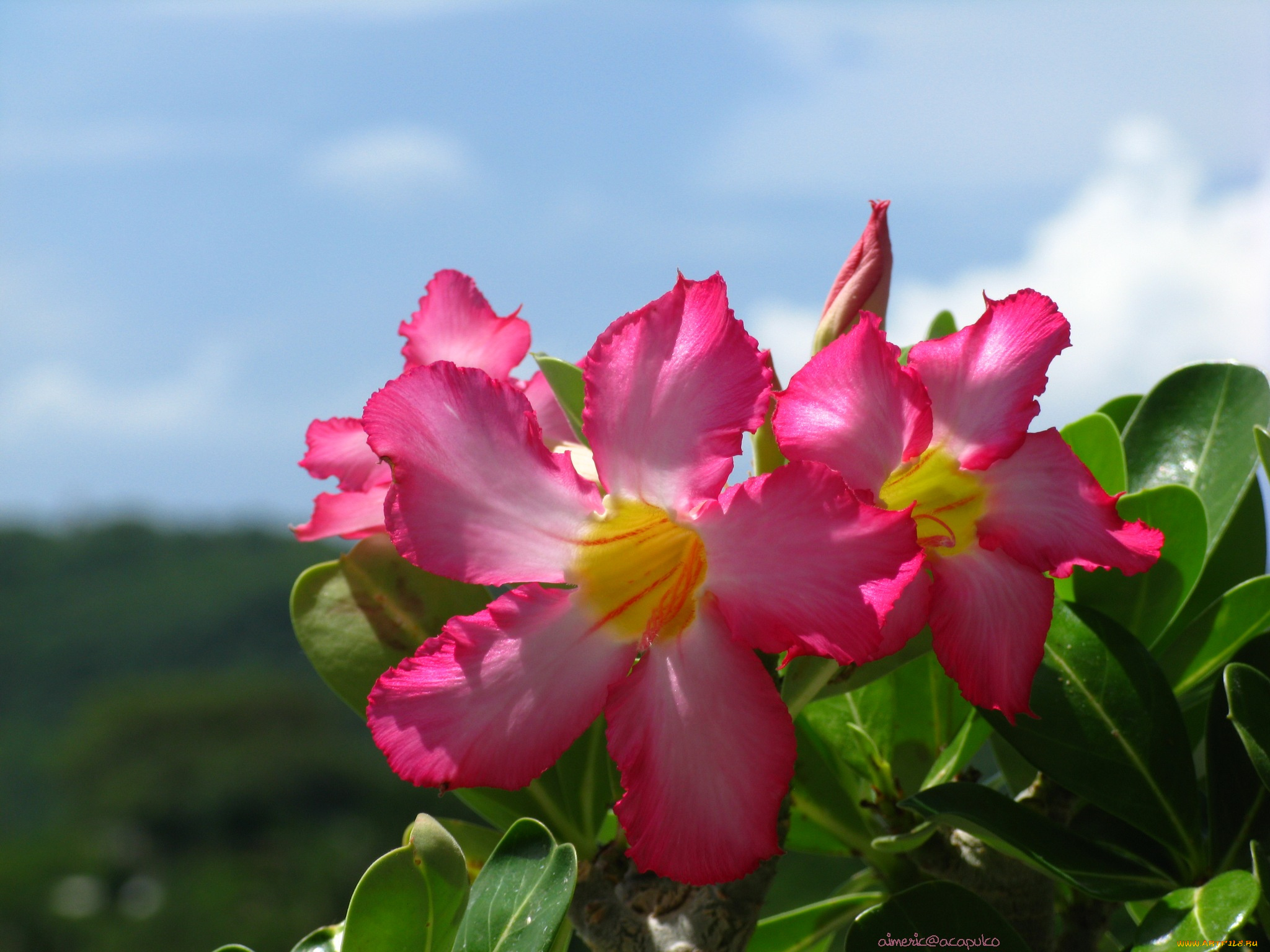 цветы, адениум, пустынная, роза