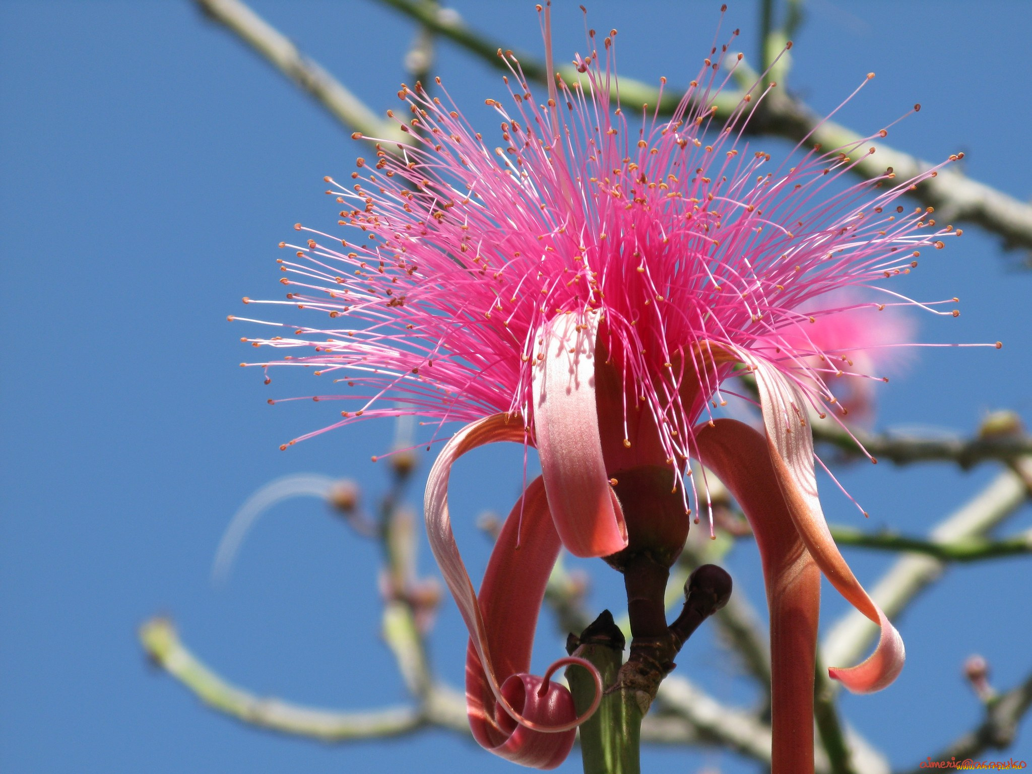 цветы, цветущие, деревья, кустарники