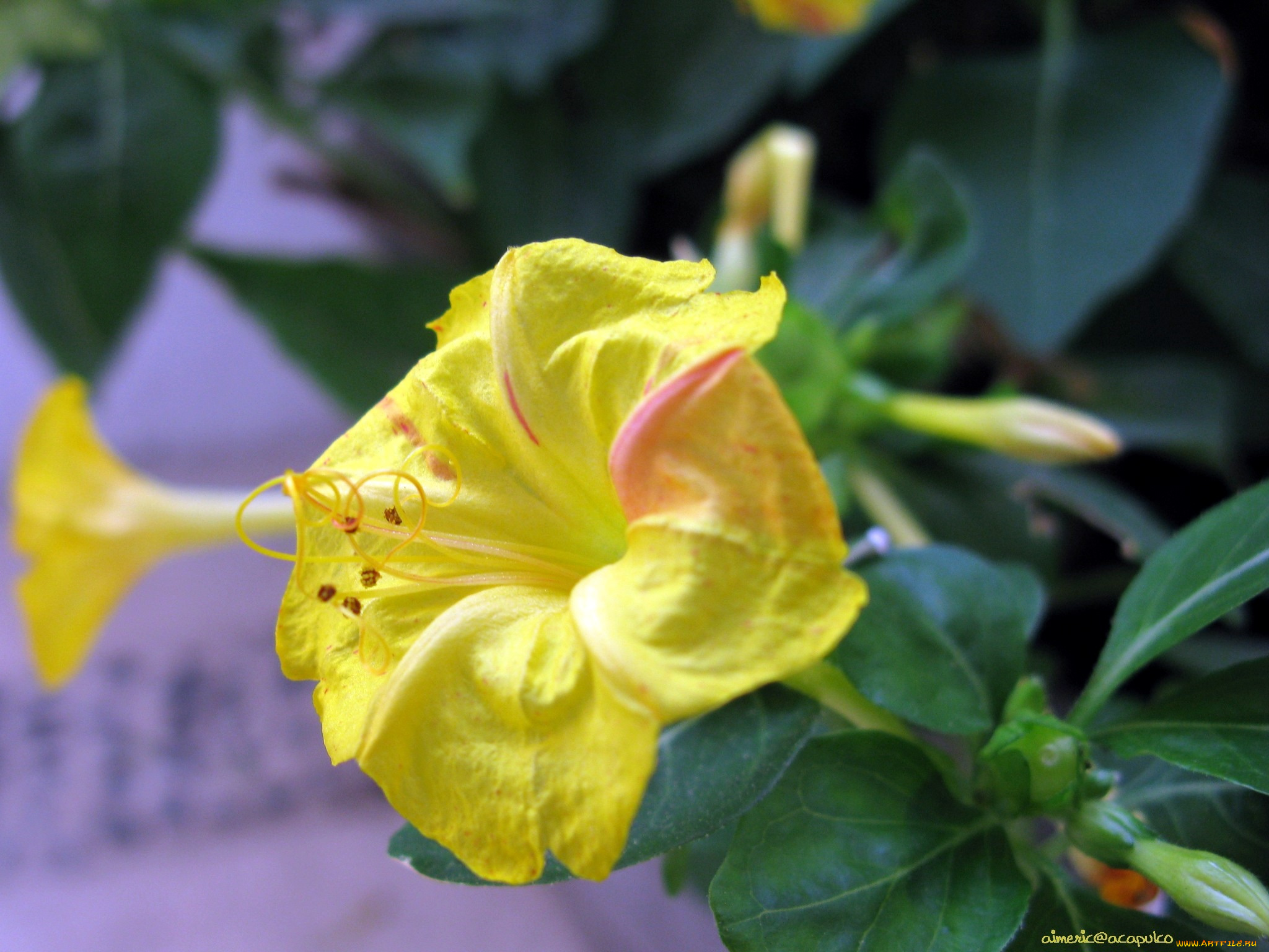 цветы, цветущие, деревья, кустарники, мирабилис