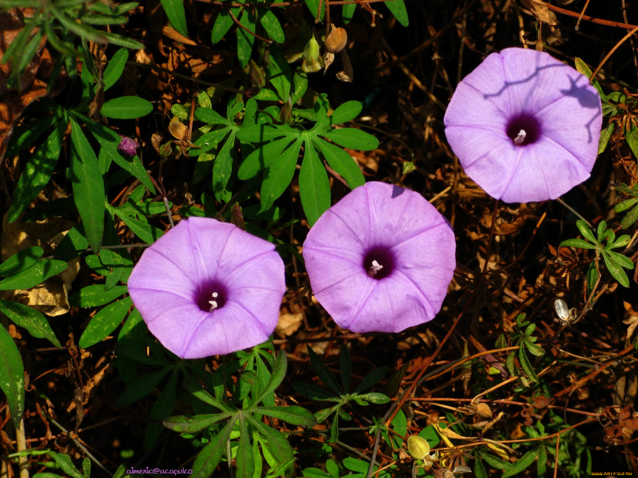 цветы, вьюнки, ипомеи