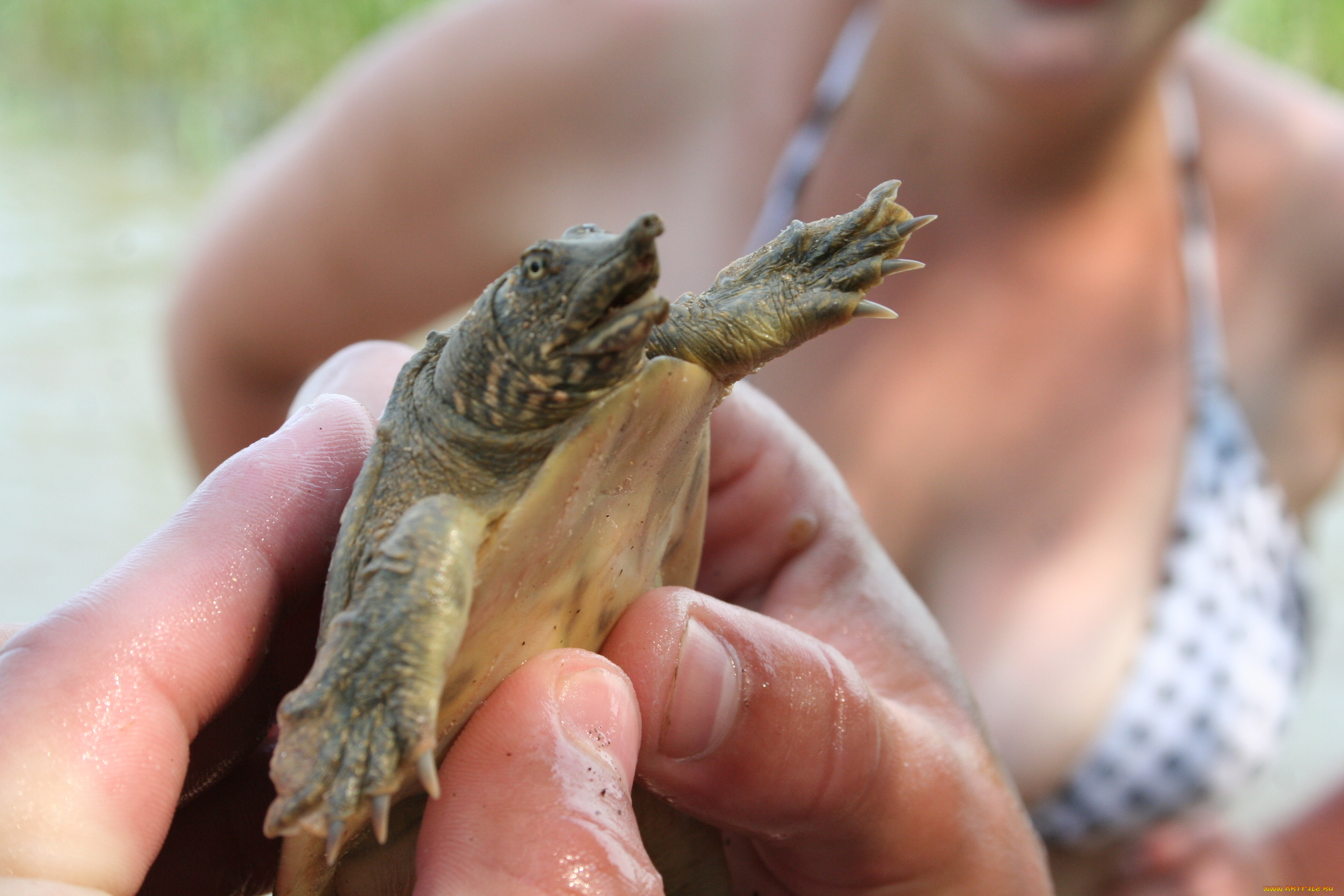 ханкайская, черепаха, животные, Черепахи