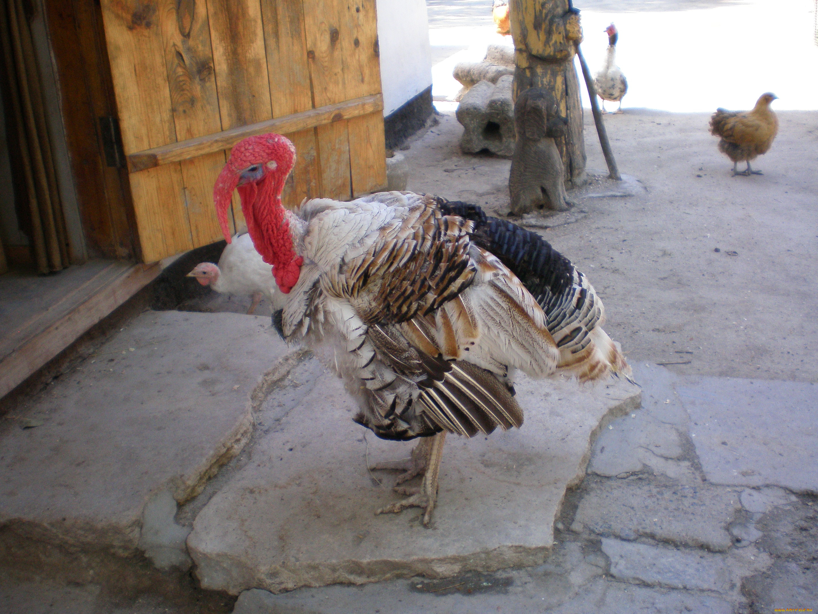 индюк, животные, индюки