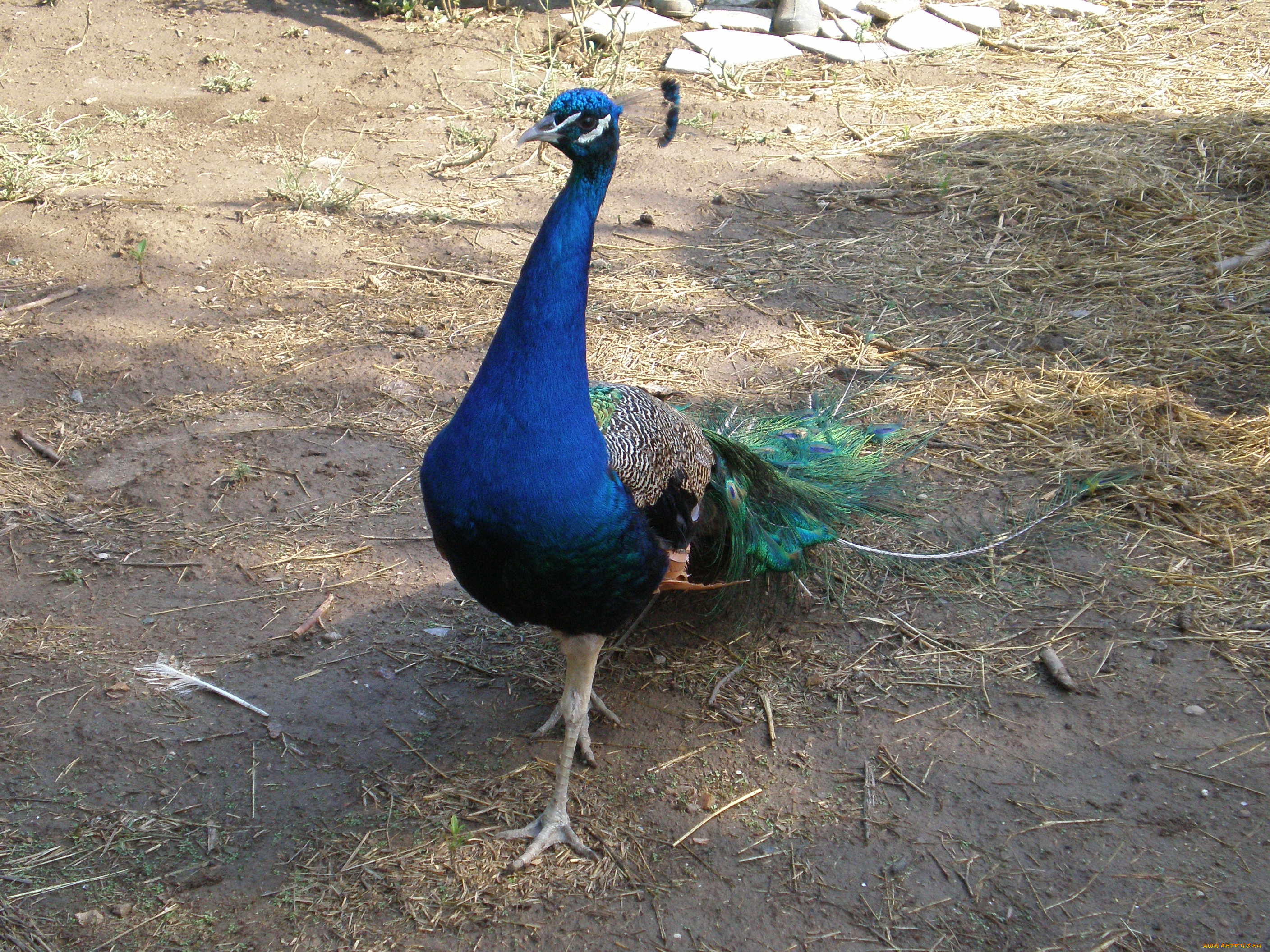 павлин, животные, павлины