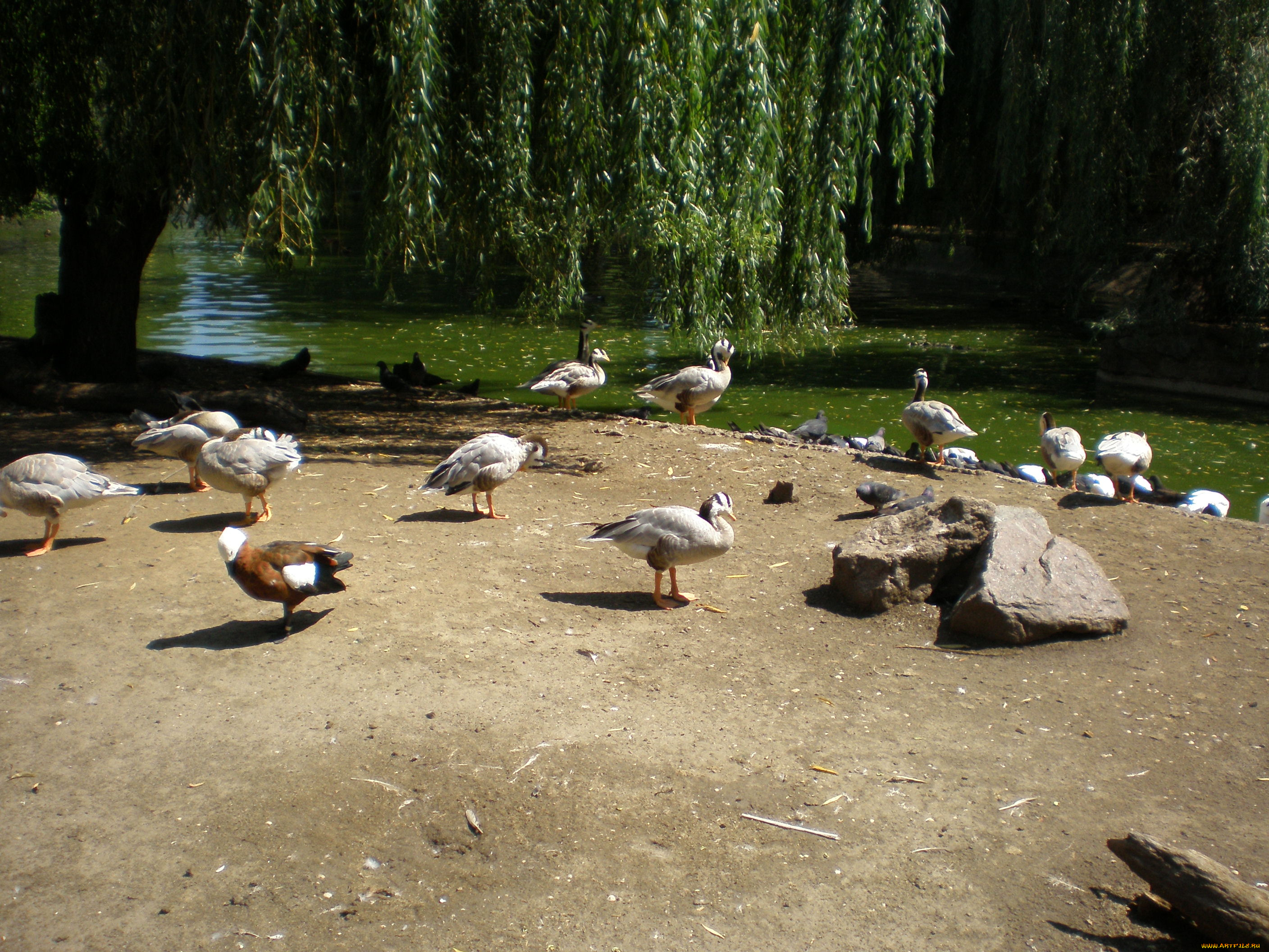 птичий, остров, животные, птицы