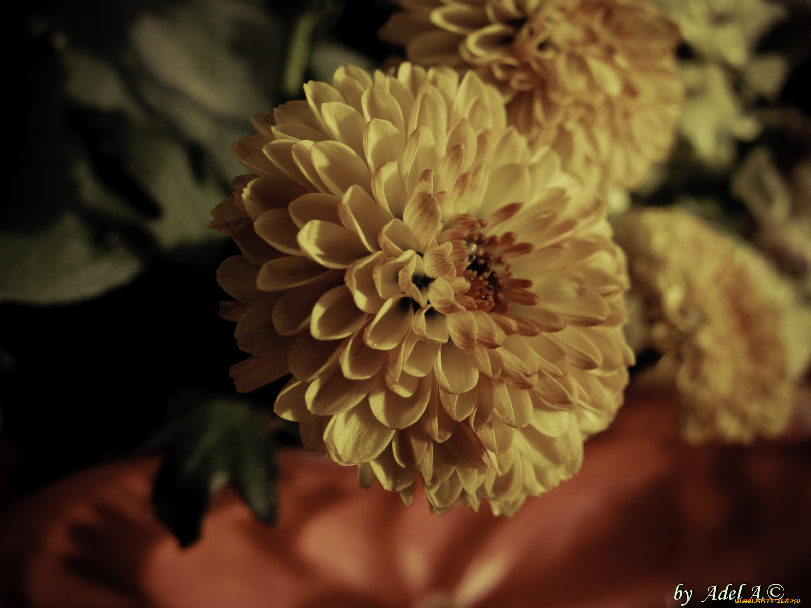 цветы, хризантемы