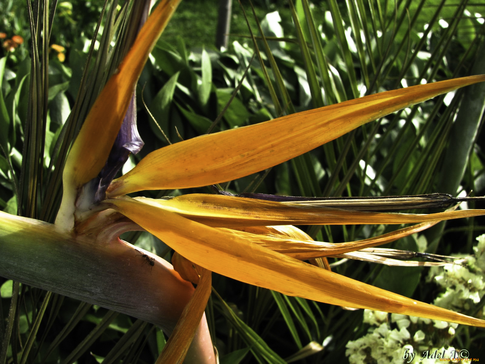 цветы, стрелиция, райская, птица