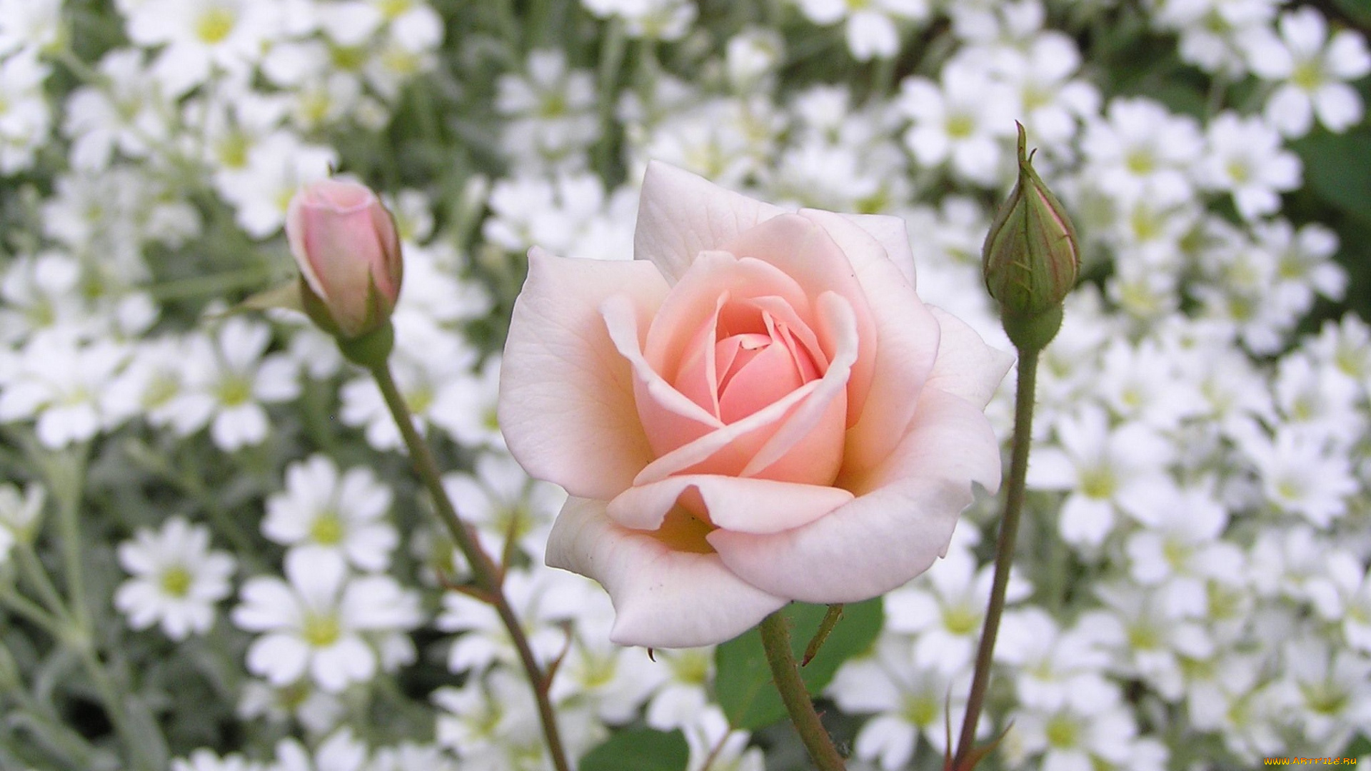 цветы, розы