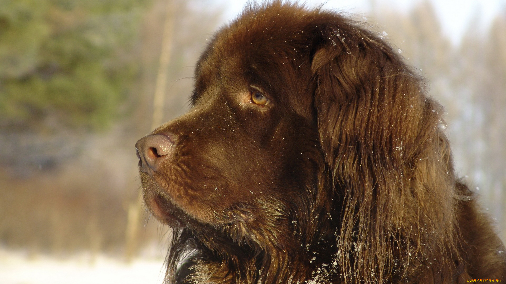 животные, собаки