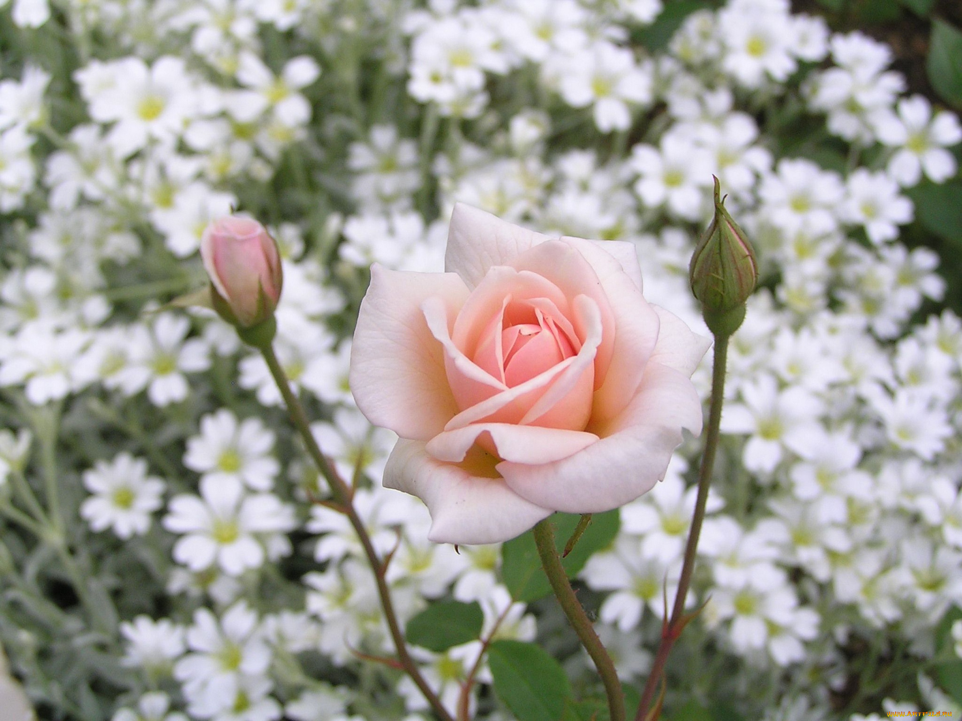 цветы, розы