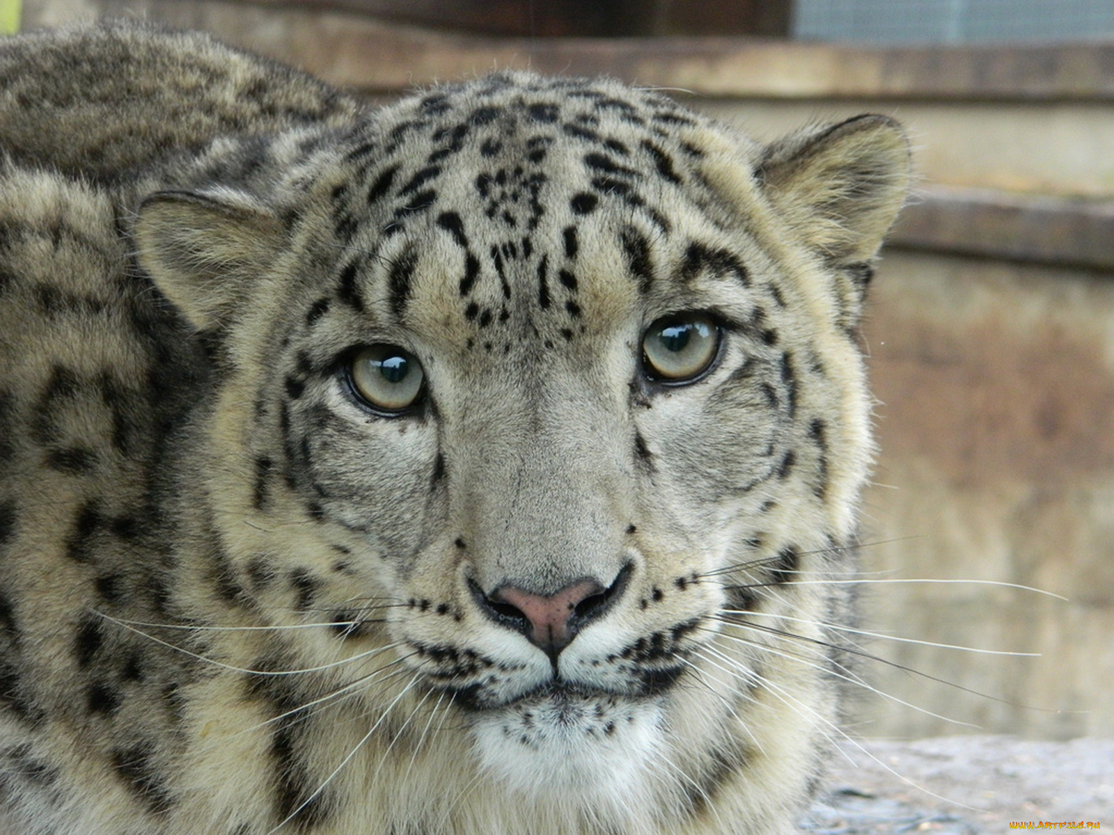 животные, снежный, барс, ирбис, мордочка, взгляд