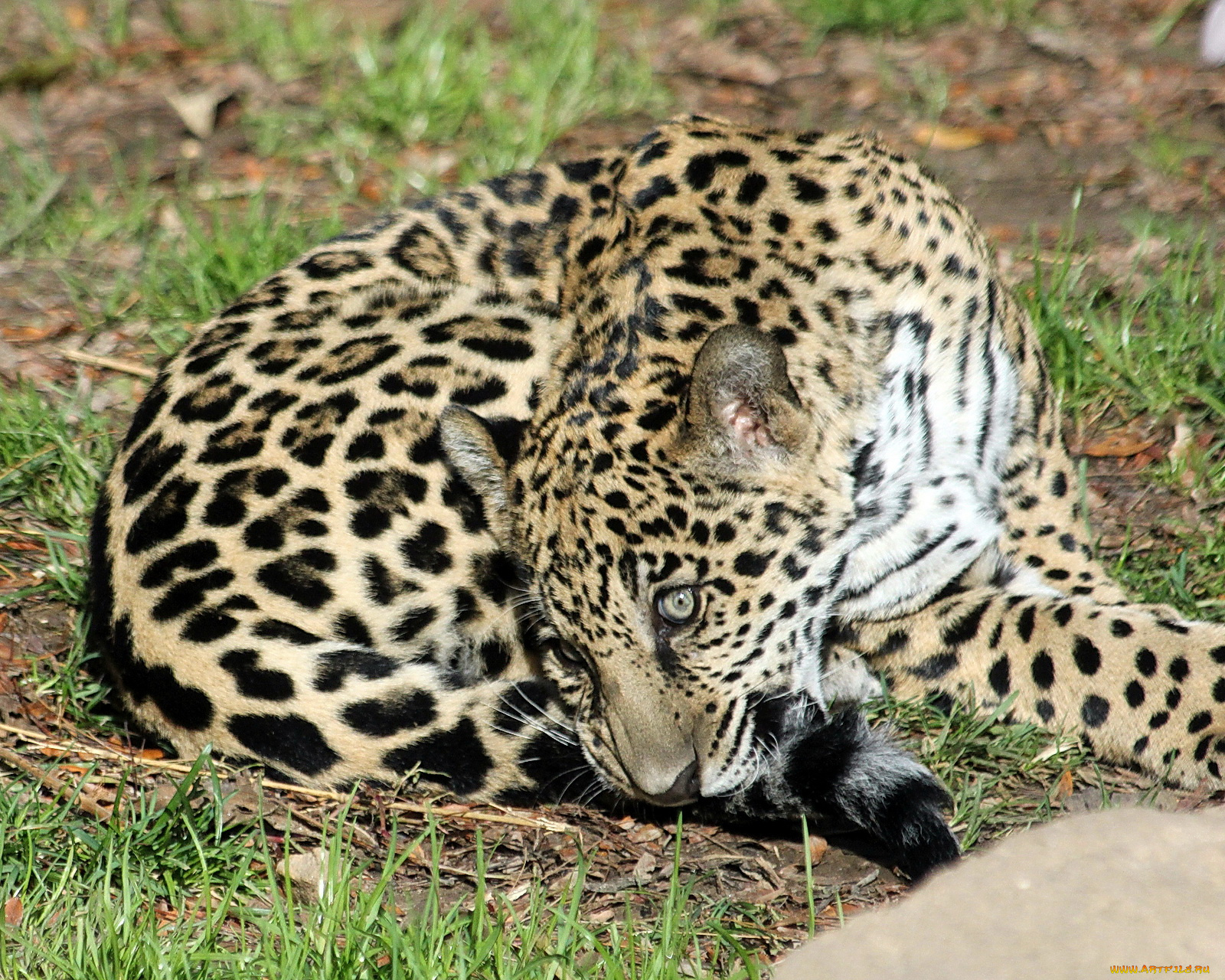 животные, Ягуары, игра, хвост, ягуар