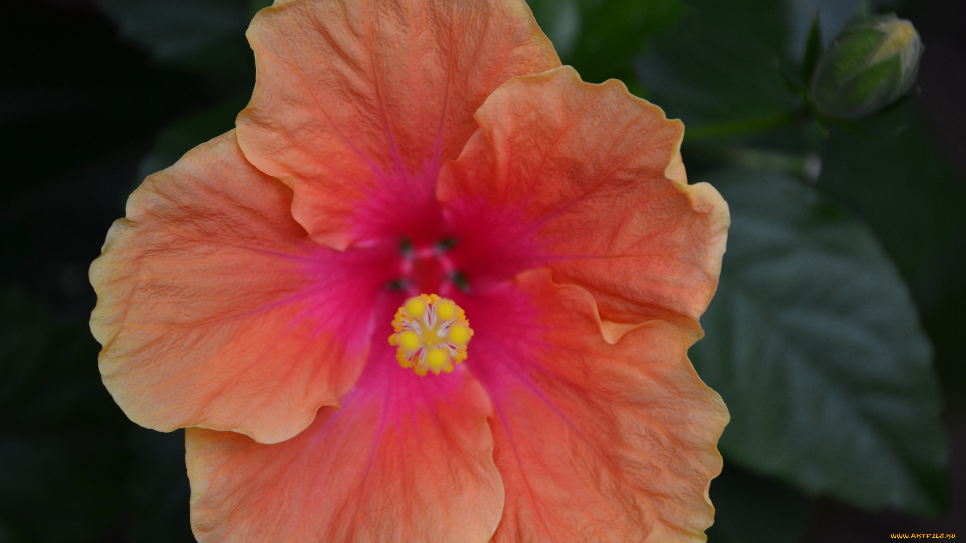 цветы, гибискусы, лепестки