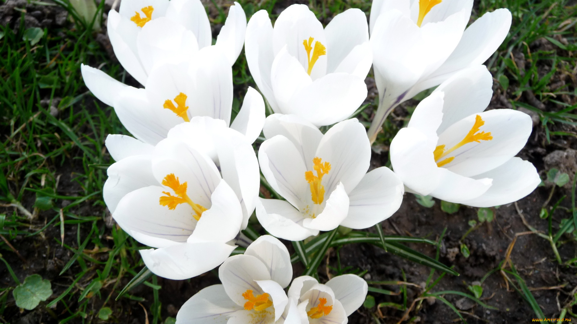 цветы, крокусы