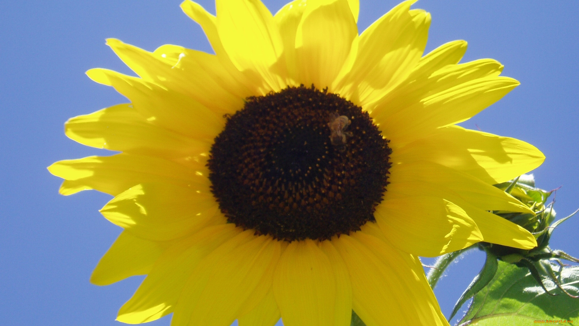 цветы, подсолнухи, желтый