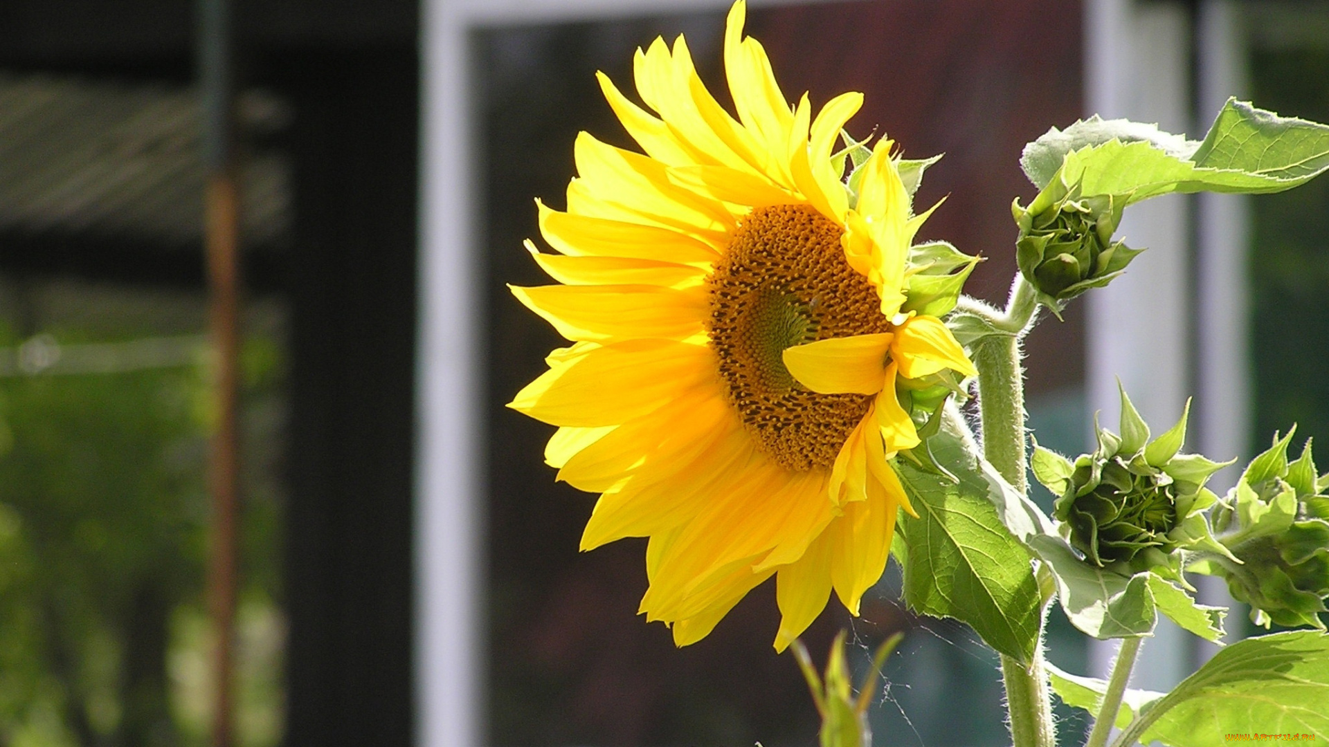 цветы, подсолнухи, желтый