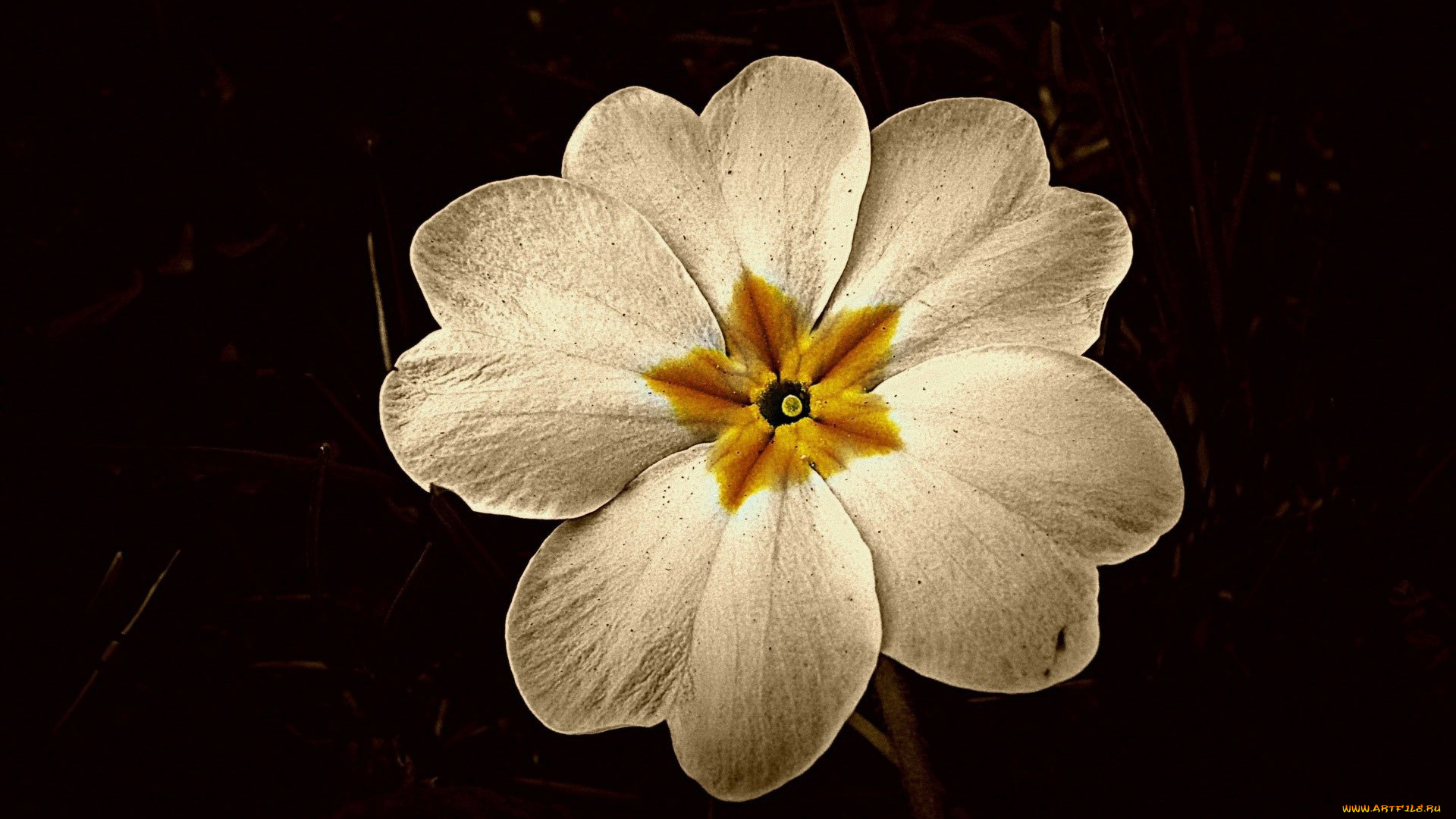 цветы, примулы, лепестки