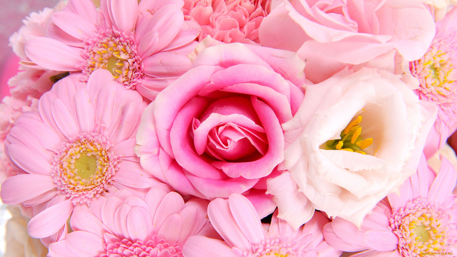 цветы, разные, вместе, розы, герберы