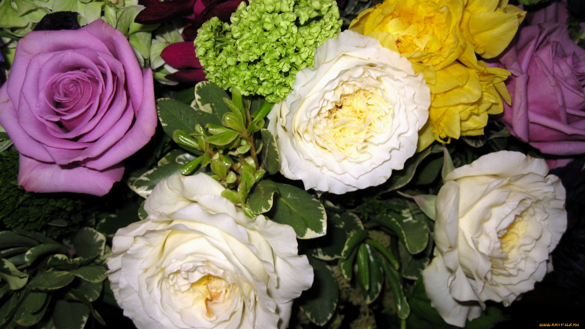 цветы, розы