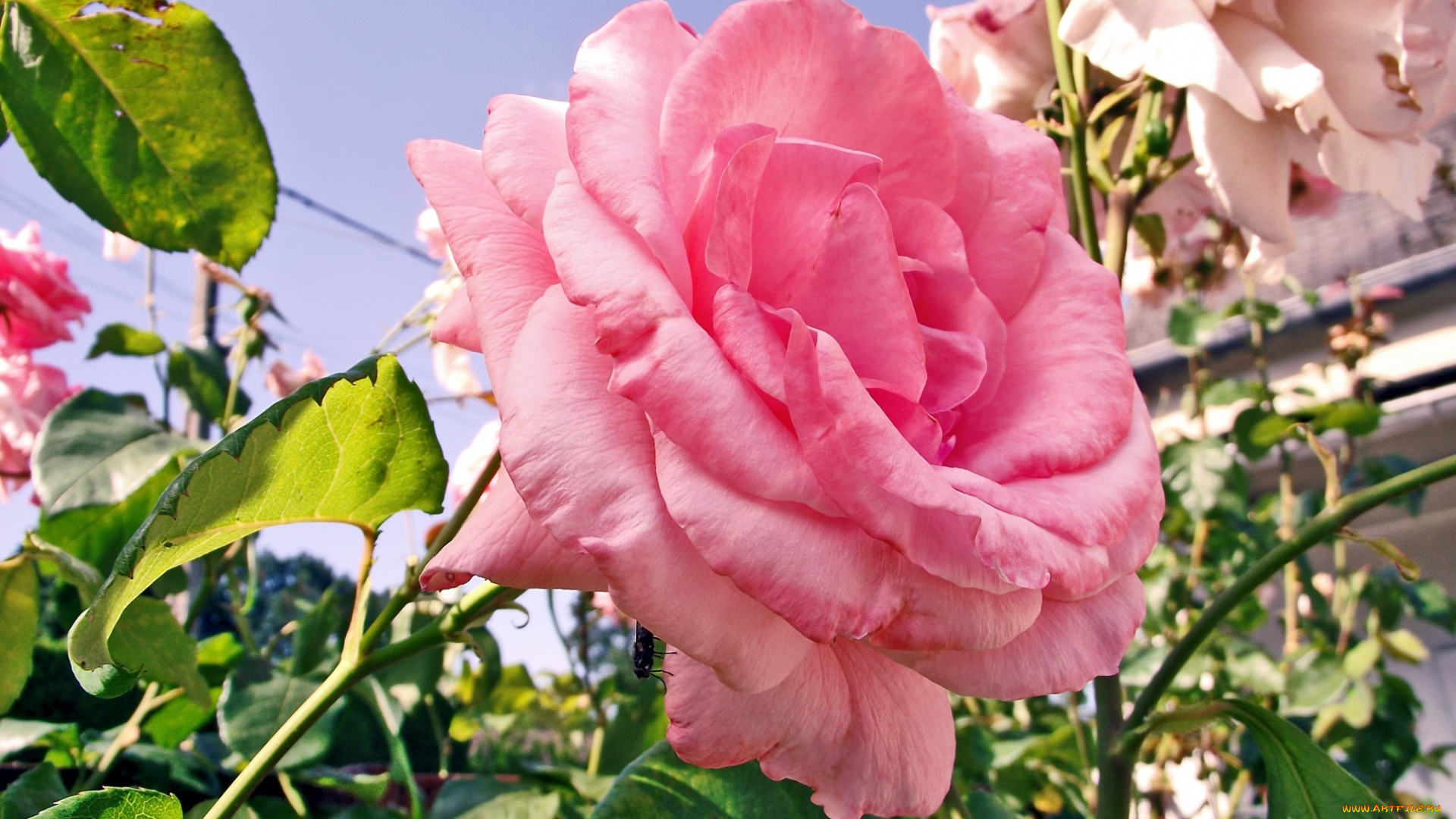 цветы, розы, розовый