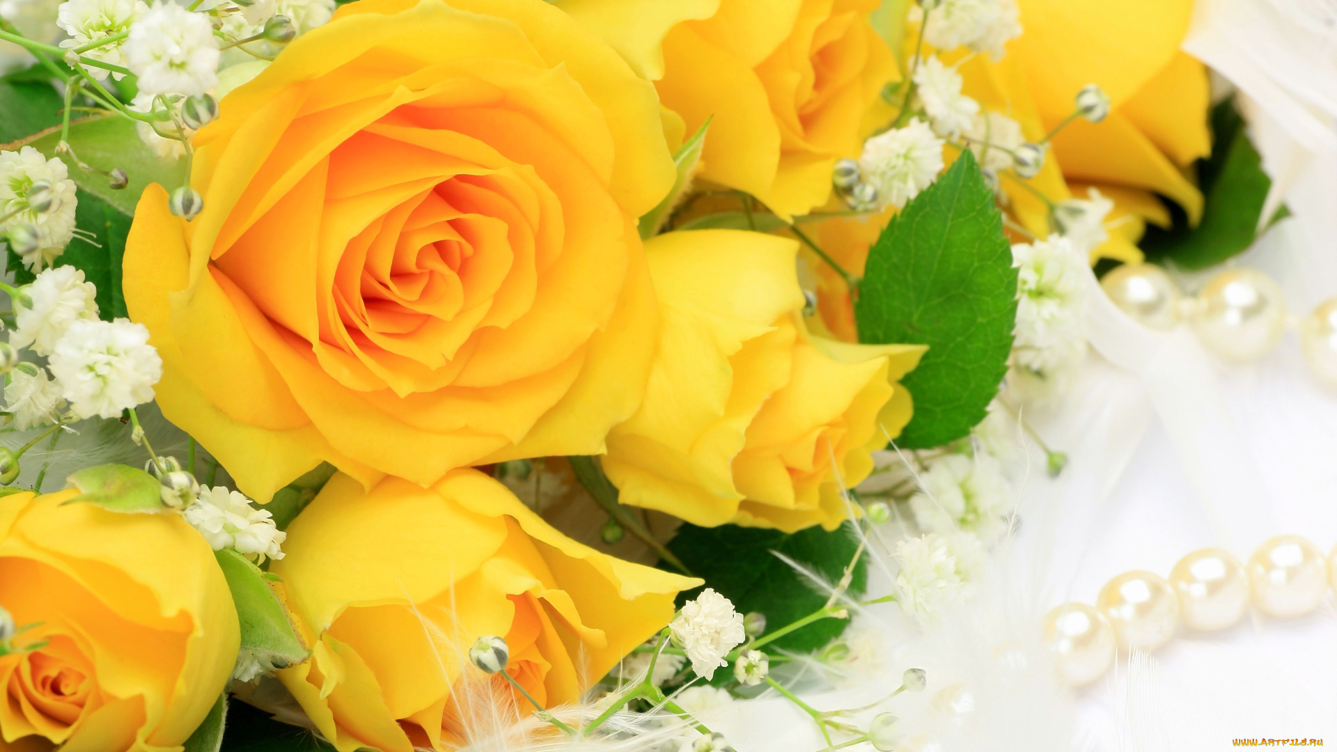 цветы, розы, жёлтые