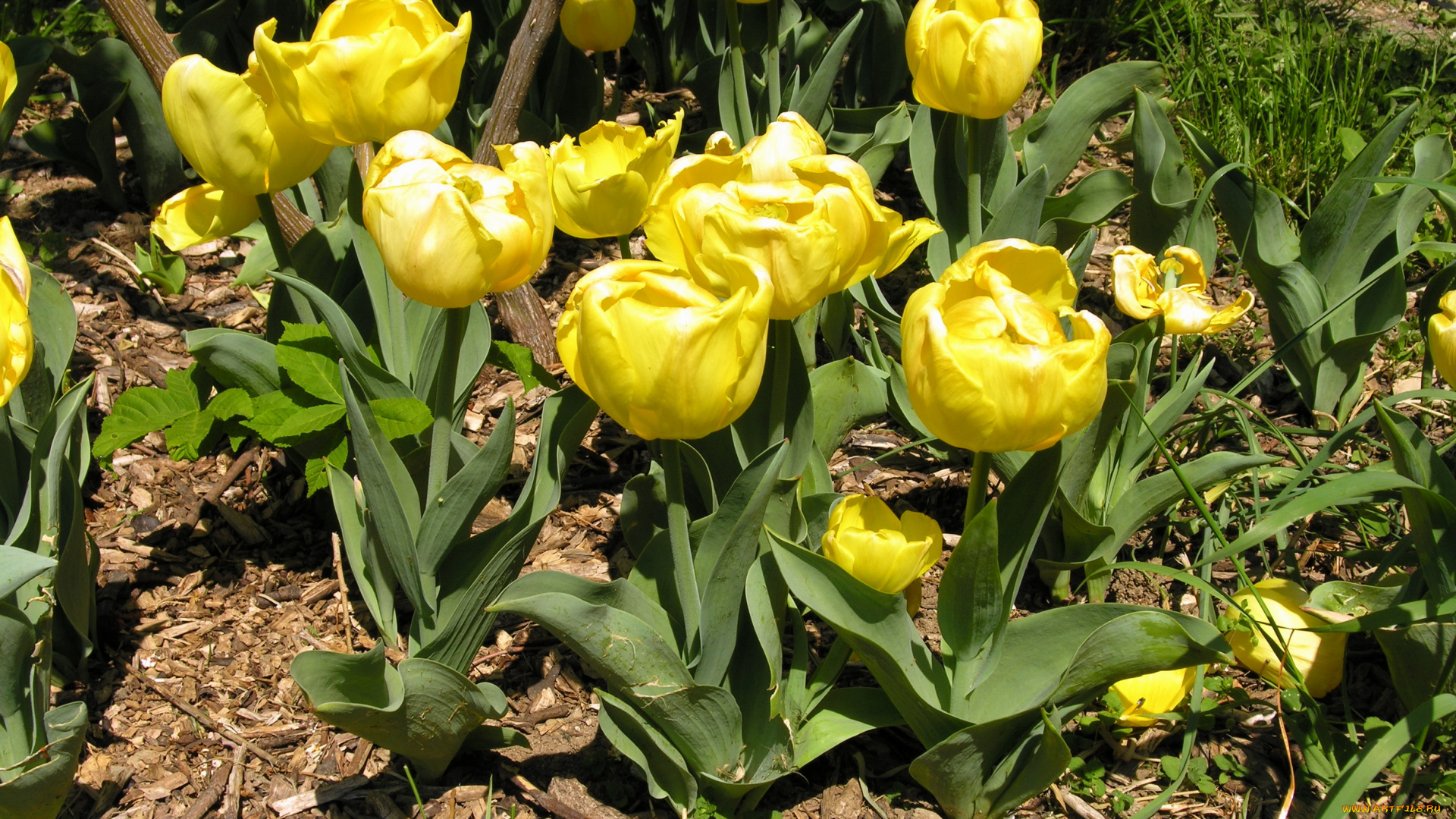 цветы, тюльпаны