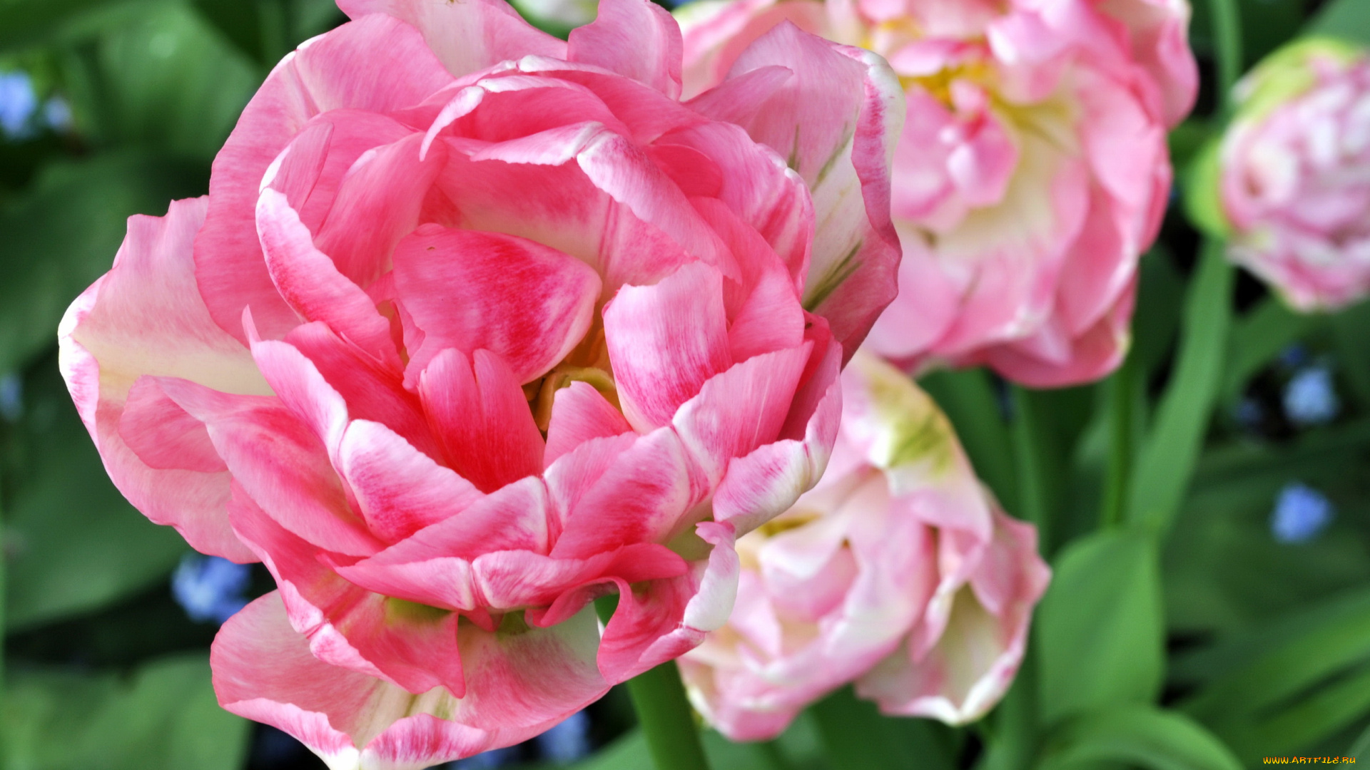 цветы, тюльпаны, angelique