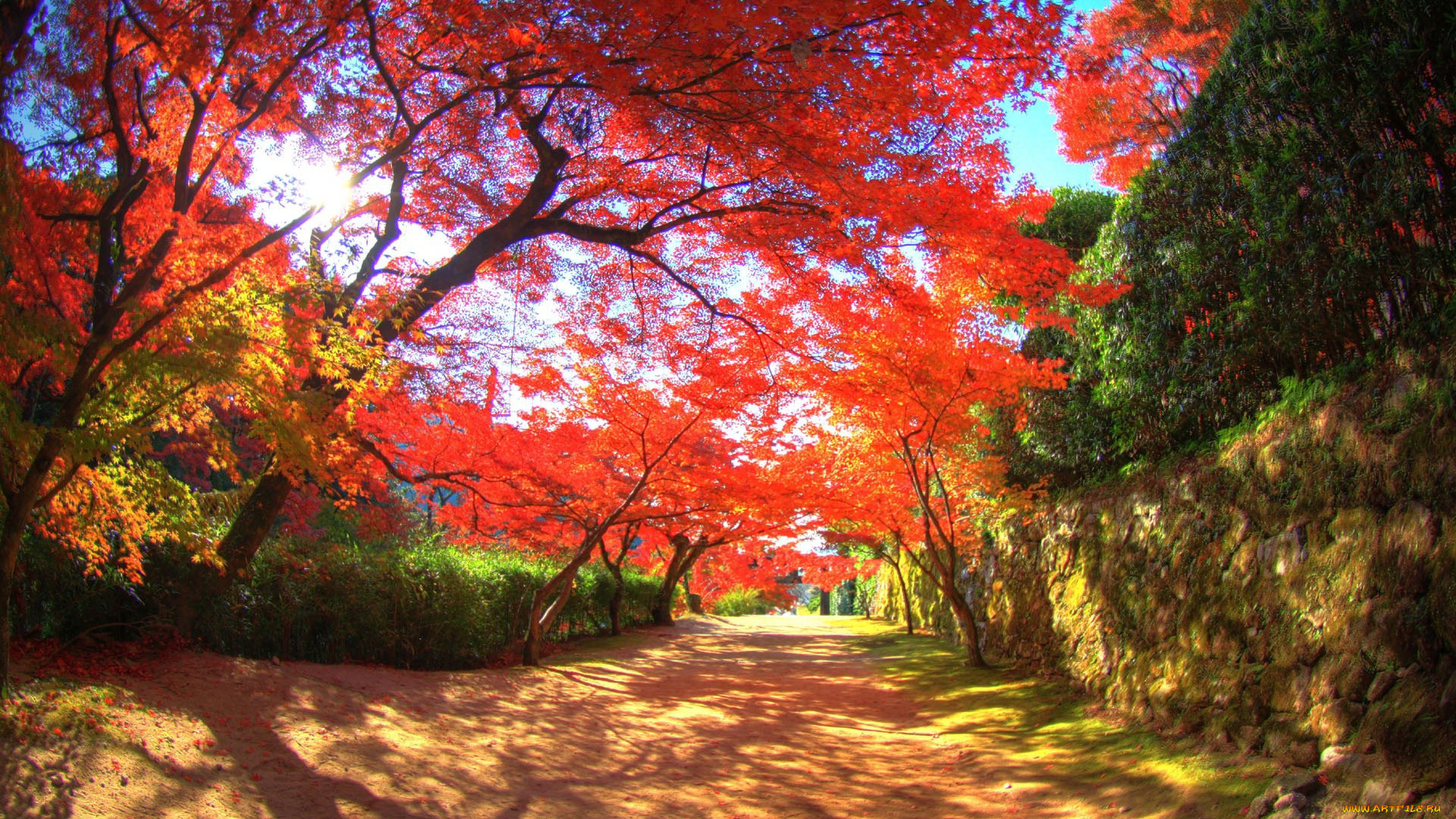 природа, парк, осень, аллея, деревья