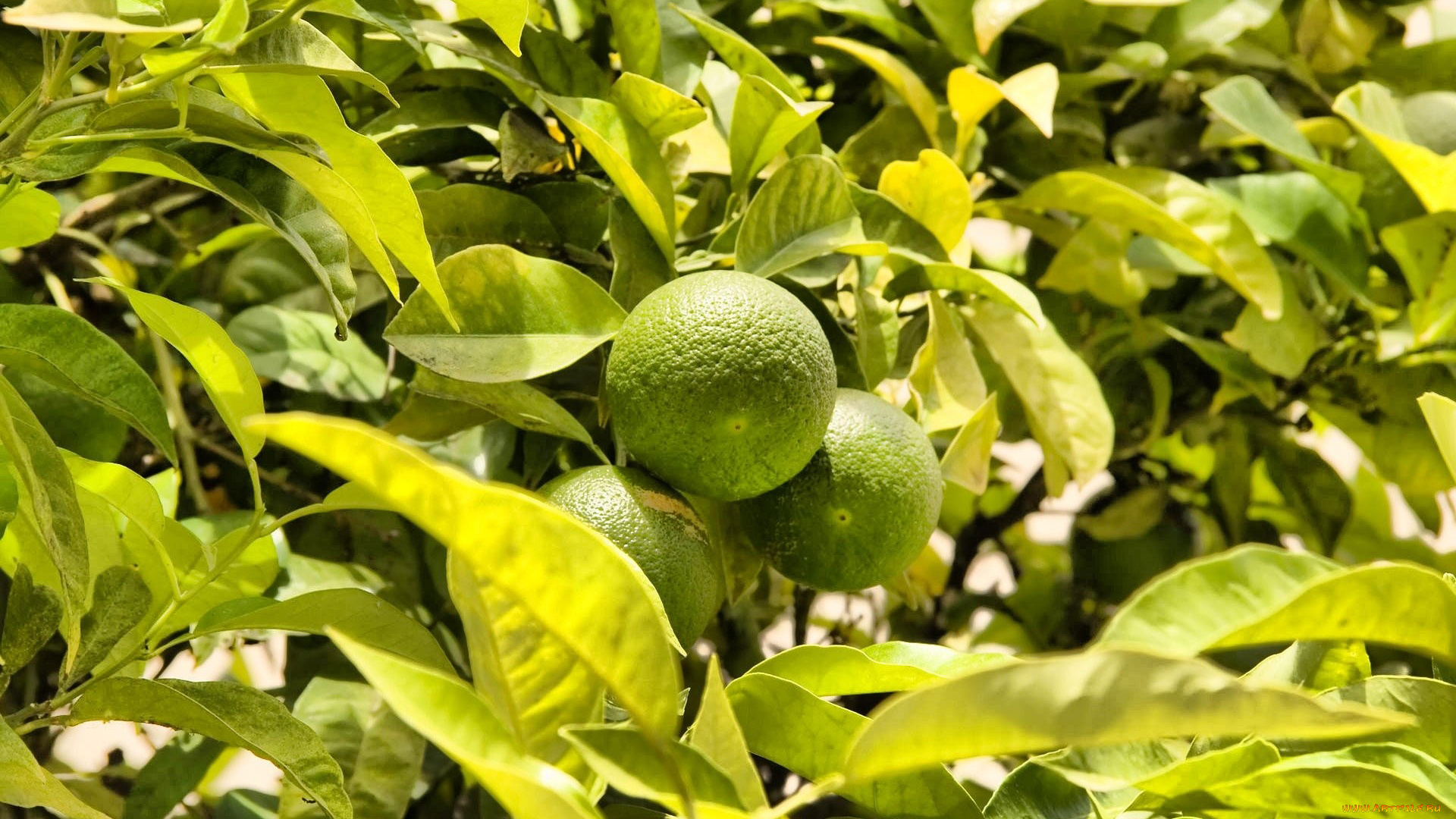 природа, плоды, лимоны