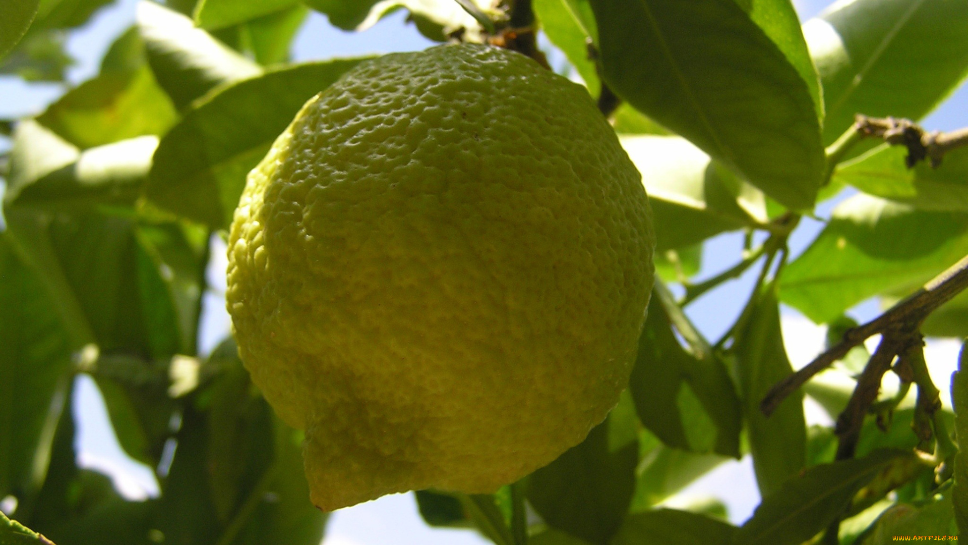 природа, плоды, лимоны