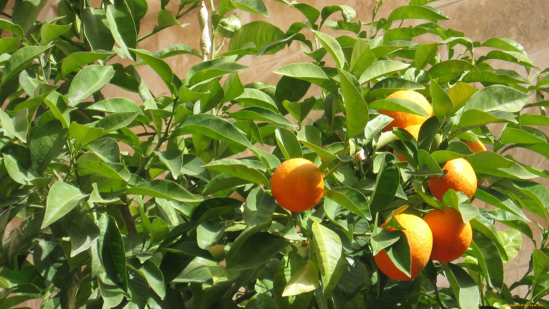 природа, плоды, мандарины