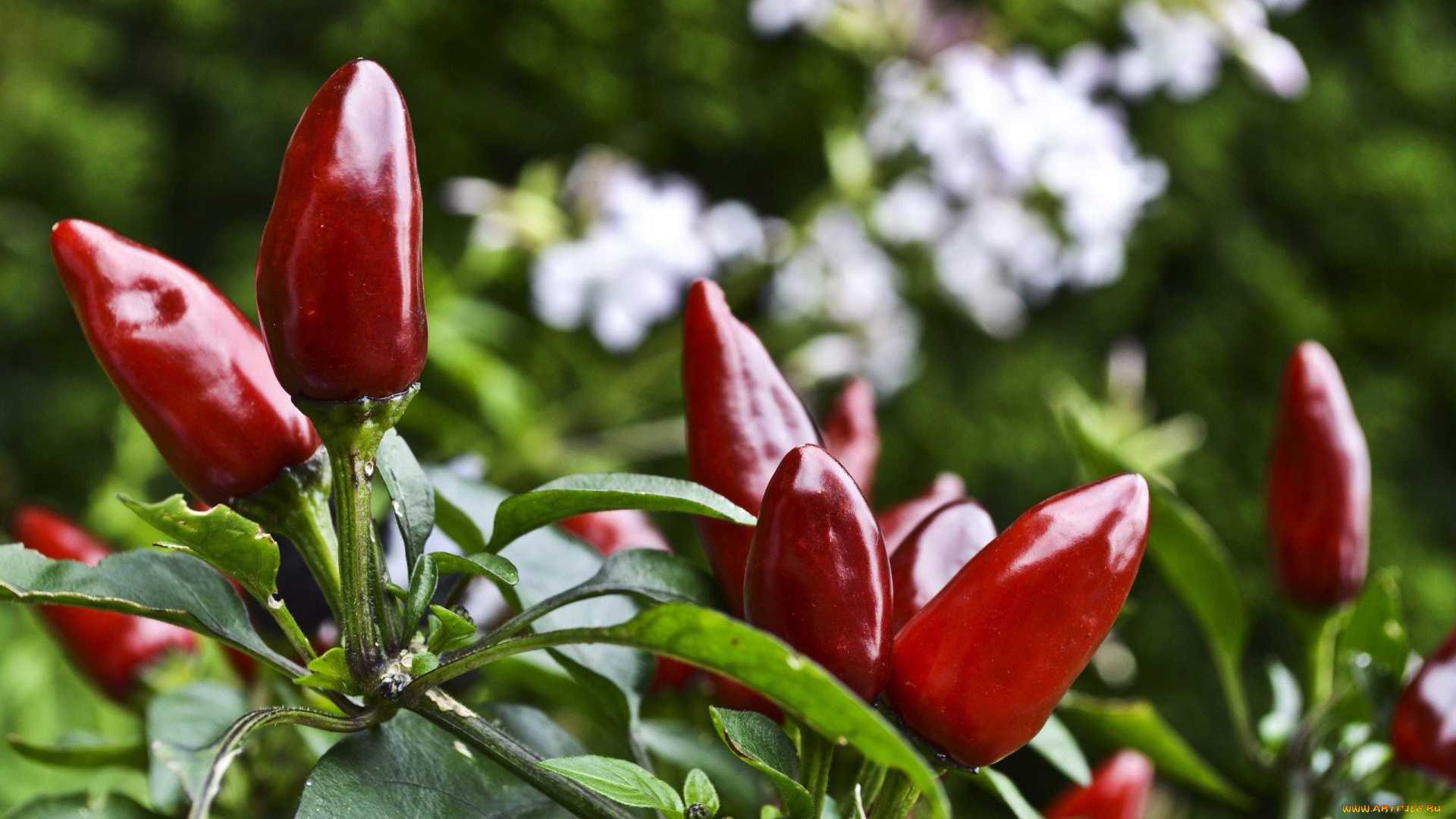 природа, плоды, перец