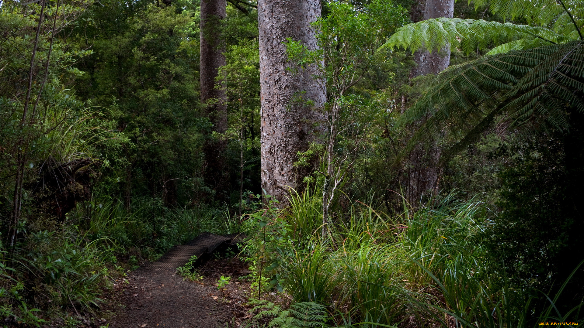 waitakere, ranges, new, zealand, природа, дороги, лес, дорога, деревья, национальный, парк