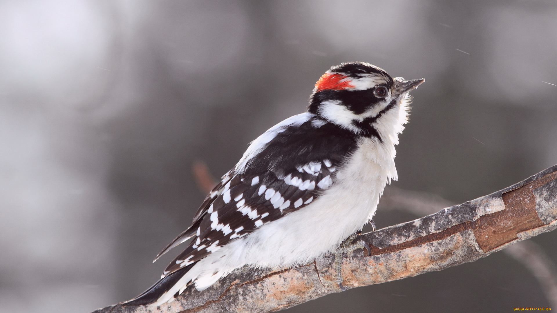 животные, дятлы, птичка