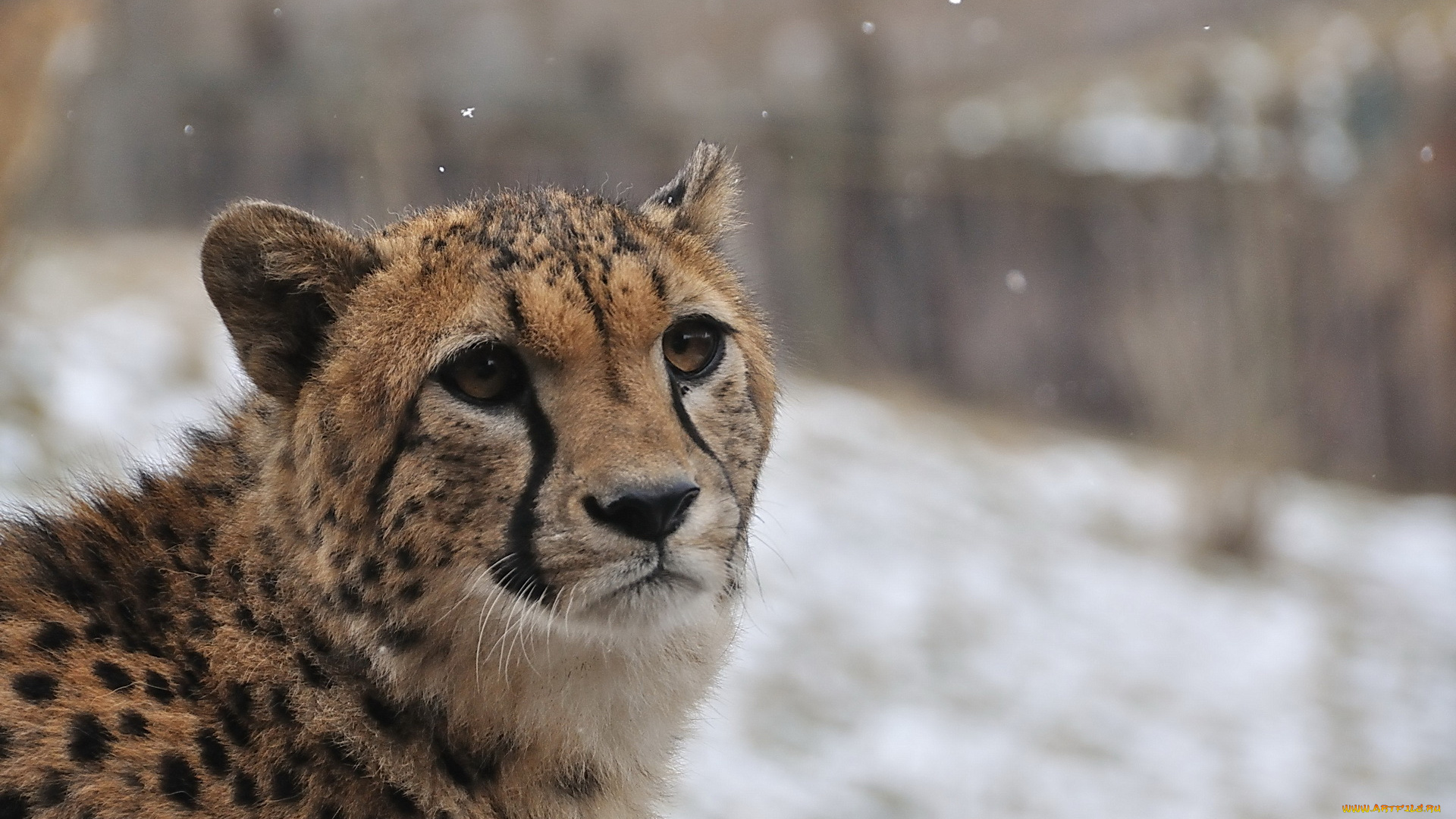 животные, гепарды, гепард, мордочка, снег