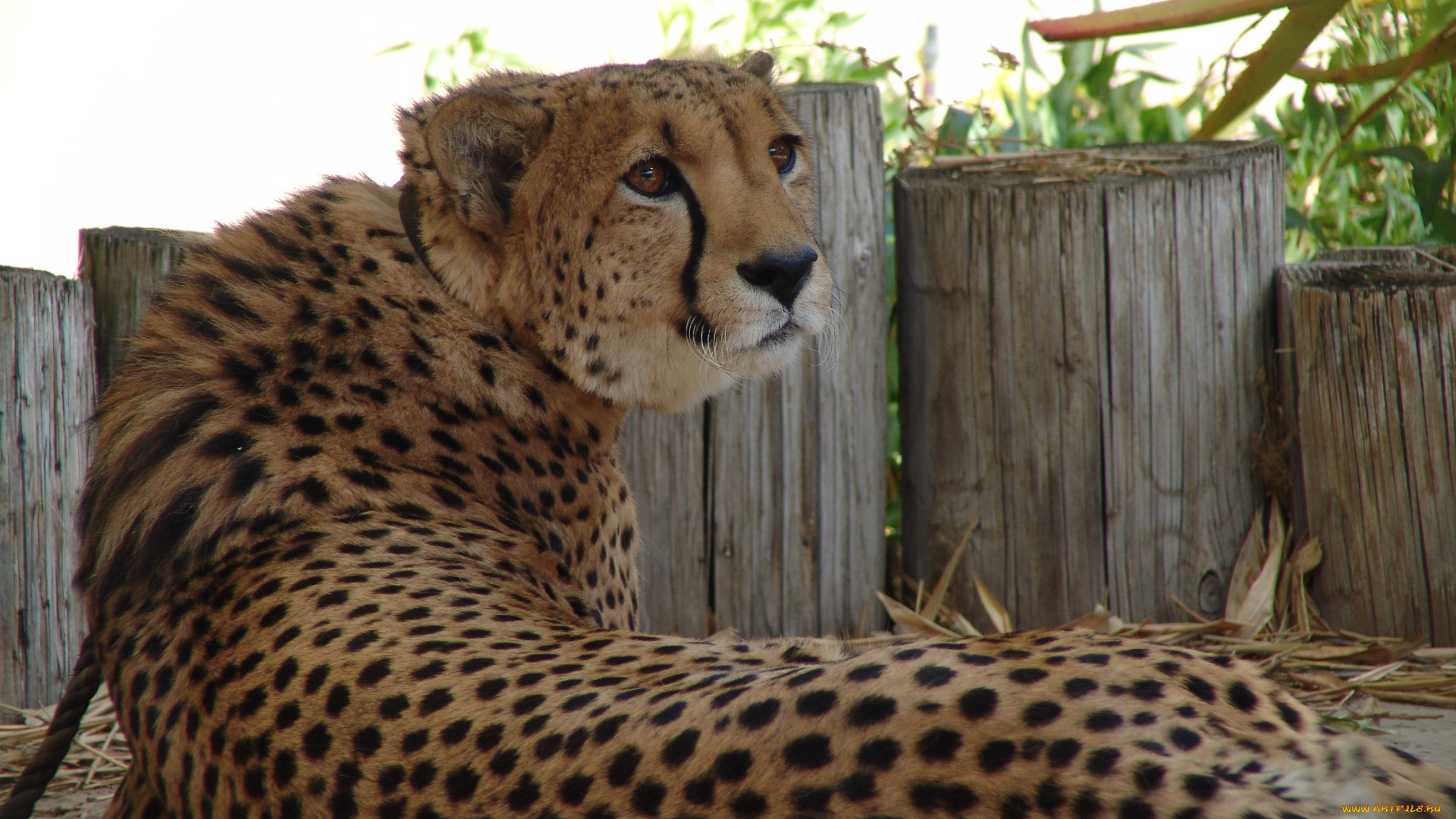животные, гепарды, хищник