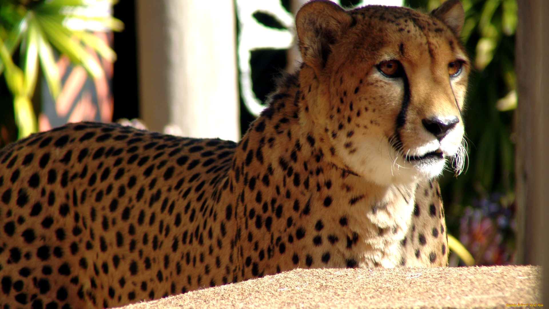 животные, гепарды, хищник